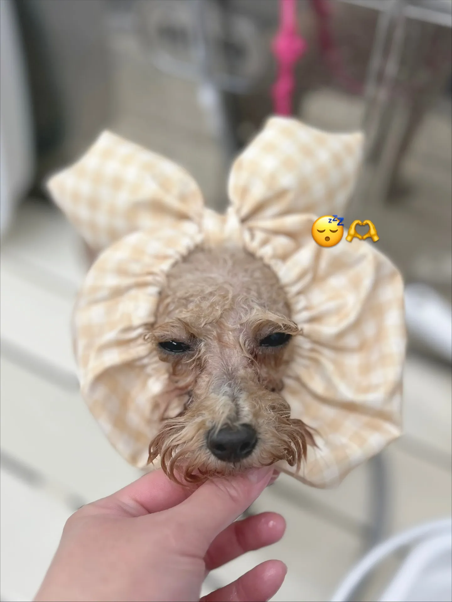 ୨୧ ∴ペットサロン∴ ୨୧