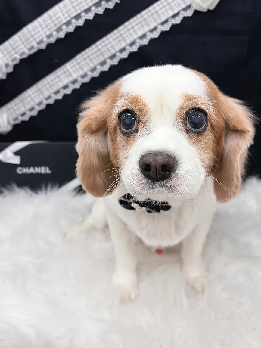 ୨୧ ∴ペットサロン∴ ୨୧