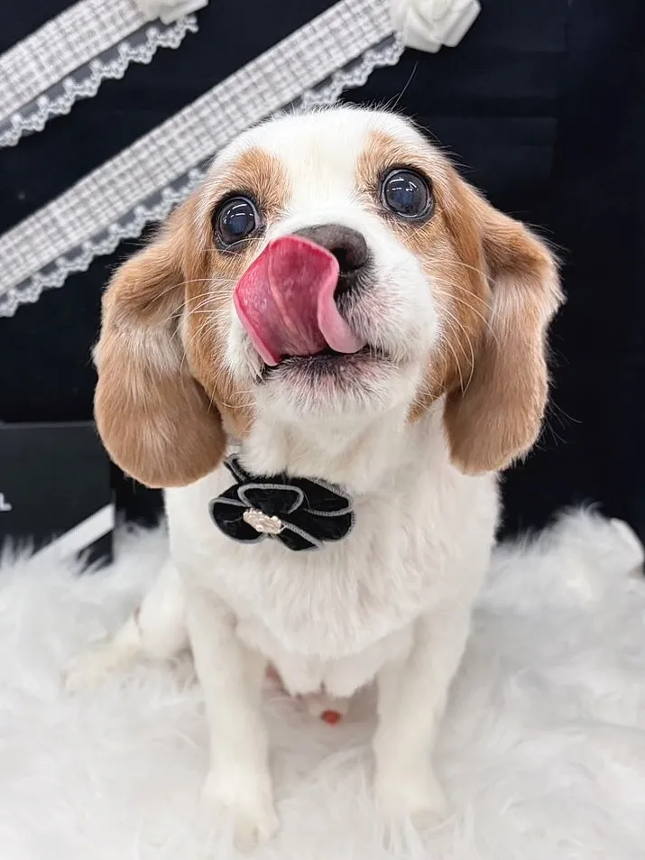 ୨୧ ∴ペットサロン∴ ୨୧