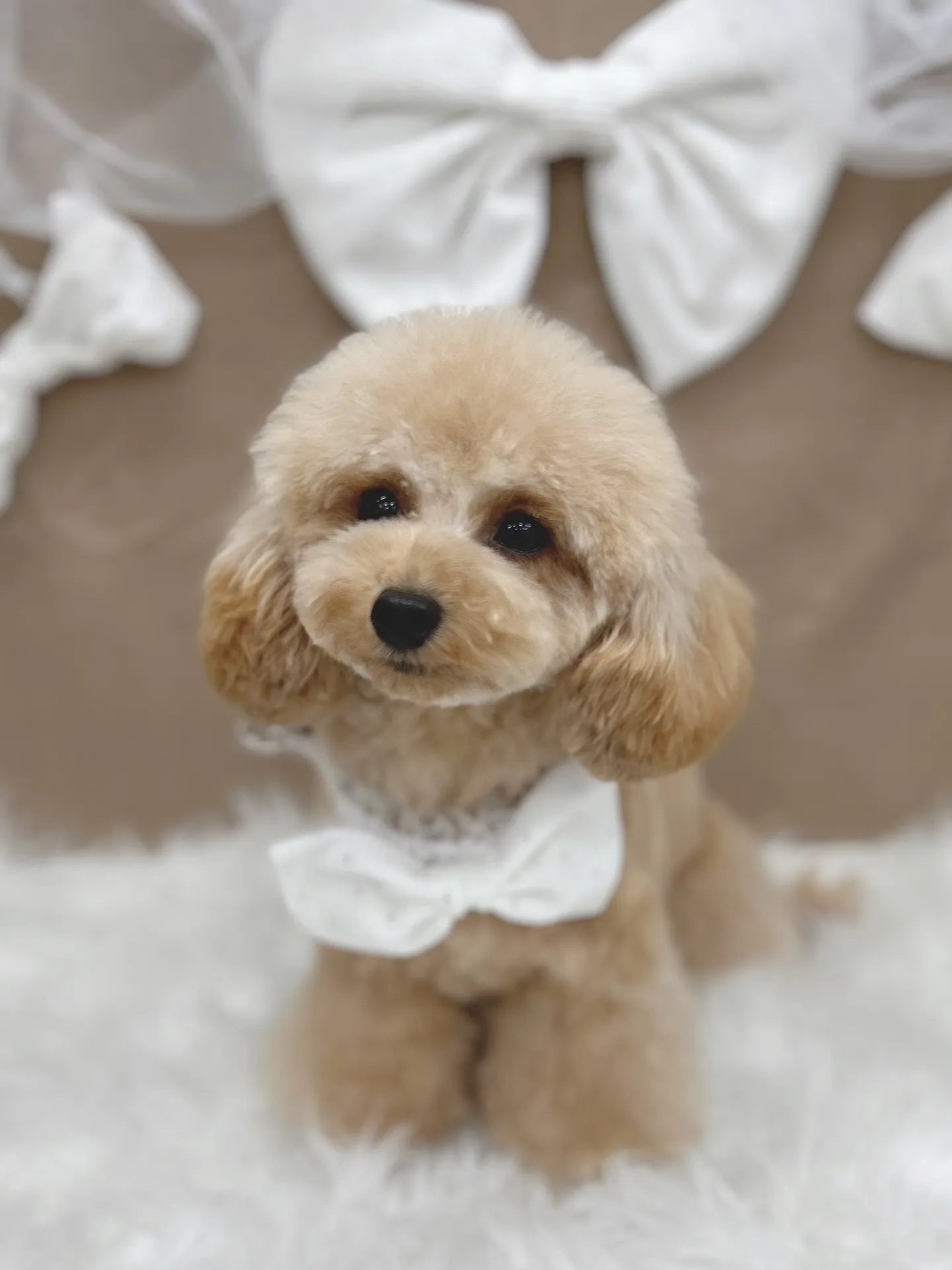 ୨୧ ∴ペットサロン∴ ୨୧