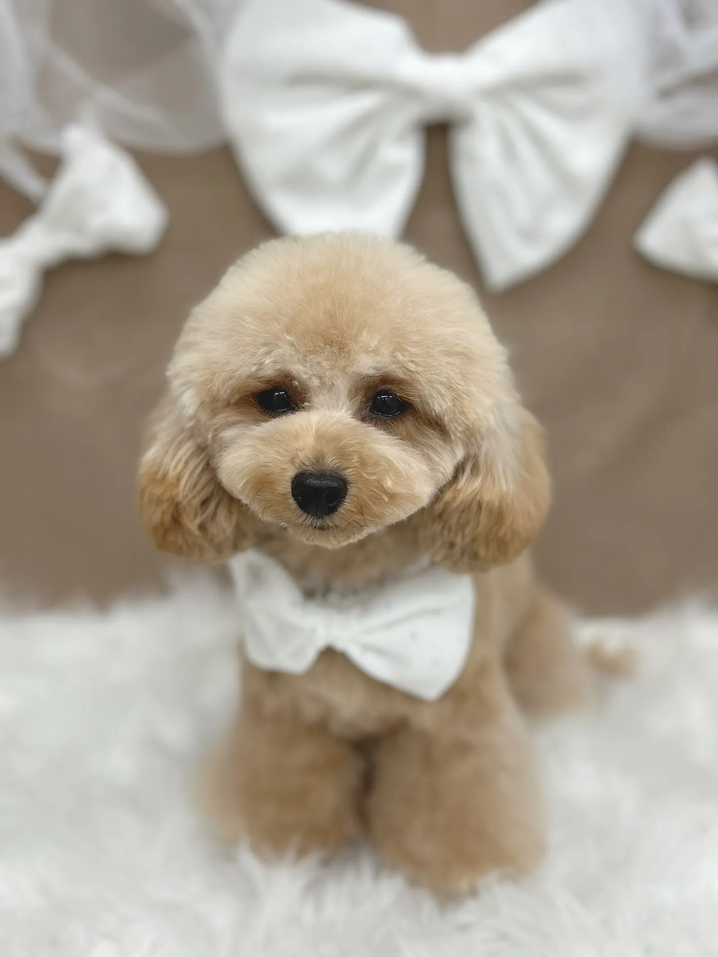 ୨୧ ∴ペットサロン∴ ୨୧