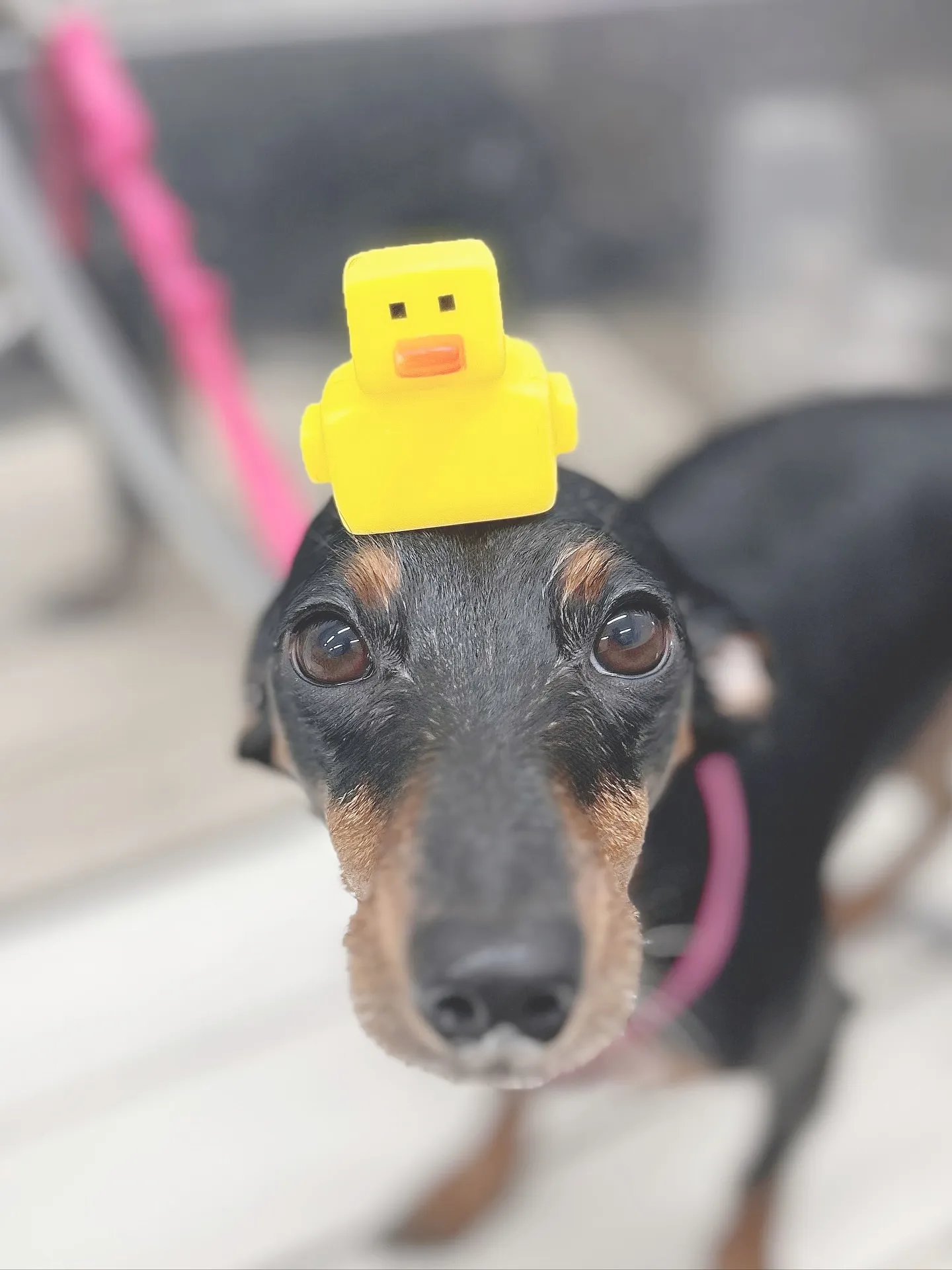 ୨୧ ∴ペットサロン∴ ୨୧