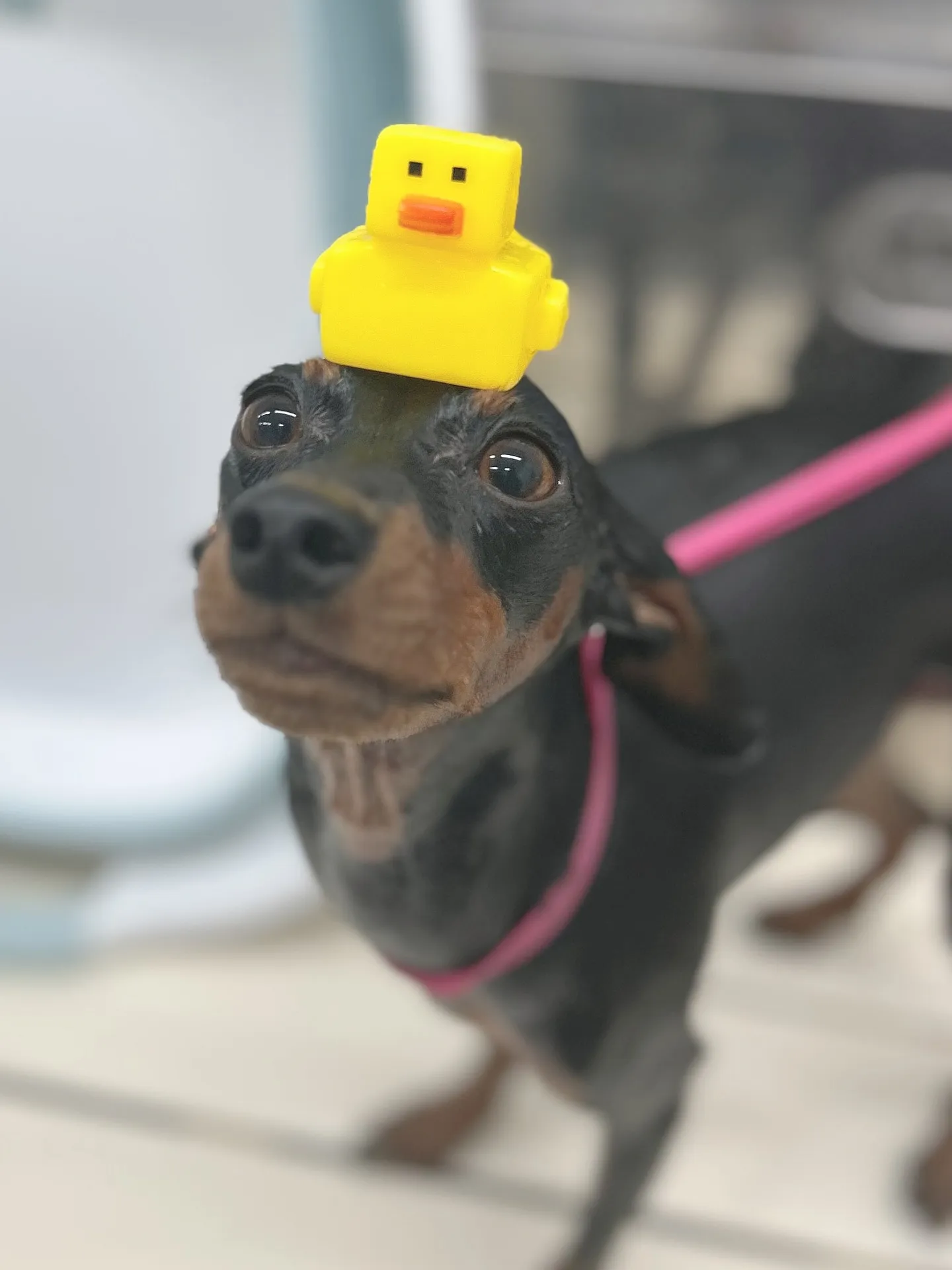 ୨୧ ∴ペットサロン∴ ୨୧