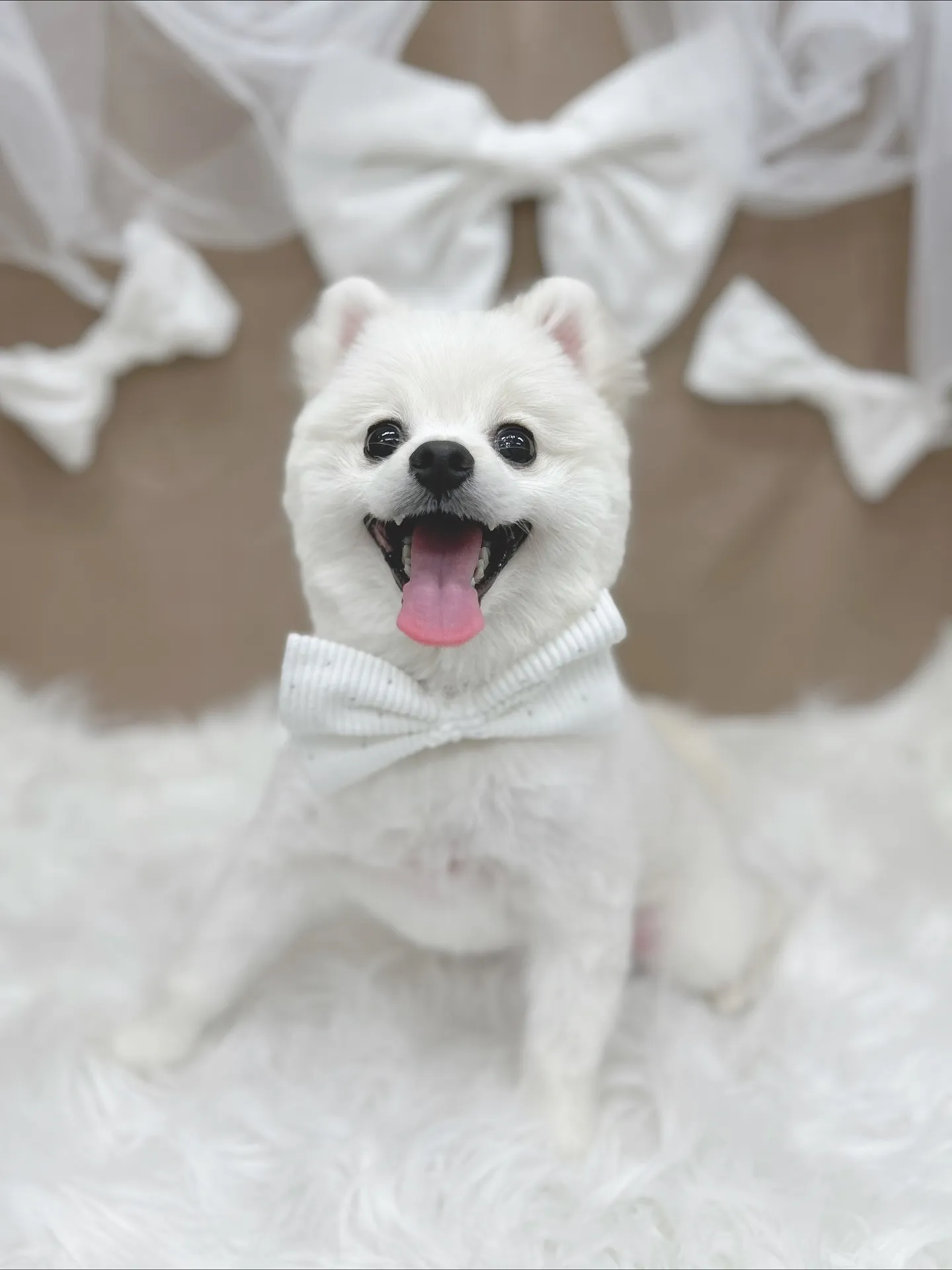 ୨୧ ∴ペットサロン∴ ୨୧