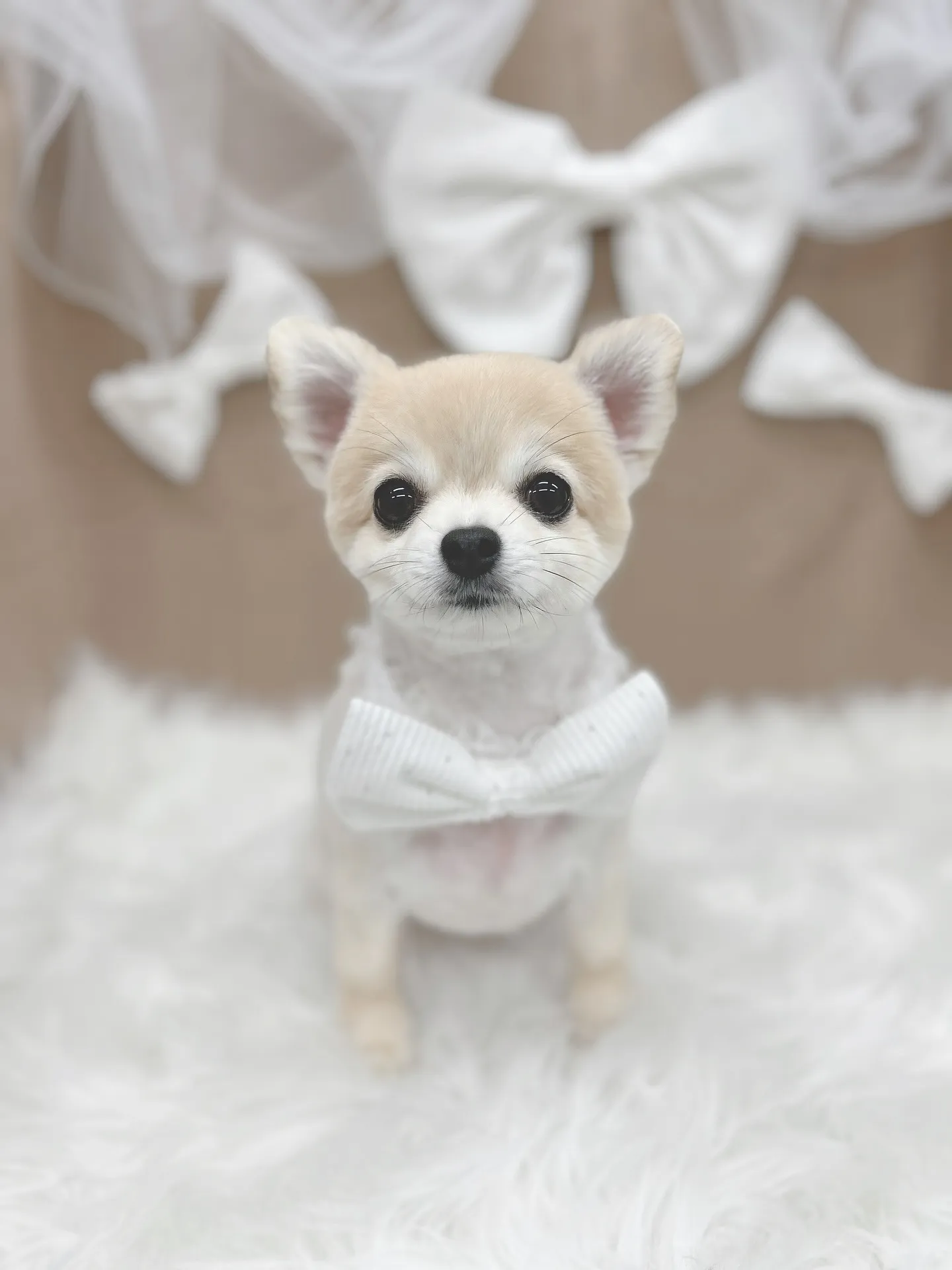 ୨୧ ∴ペットサロン∴ ୨୧