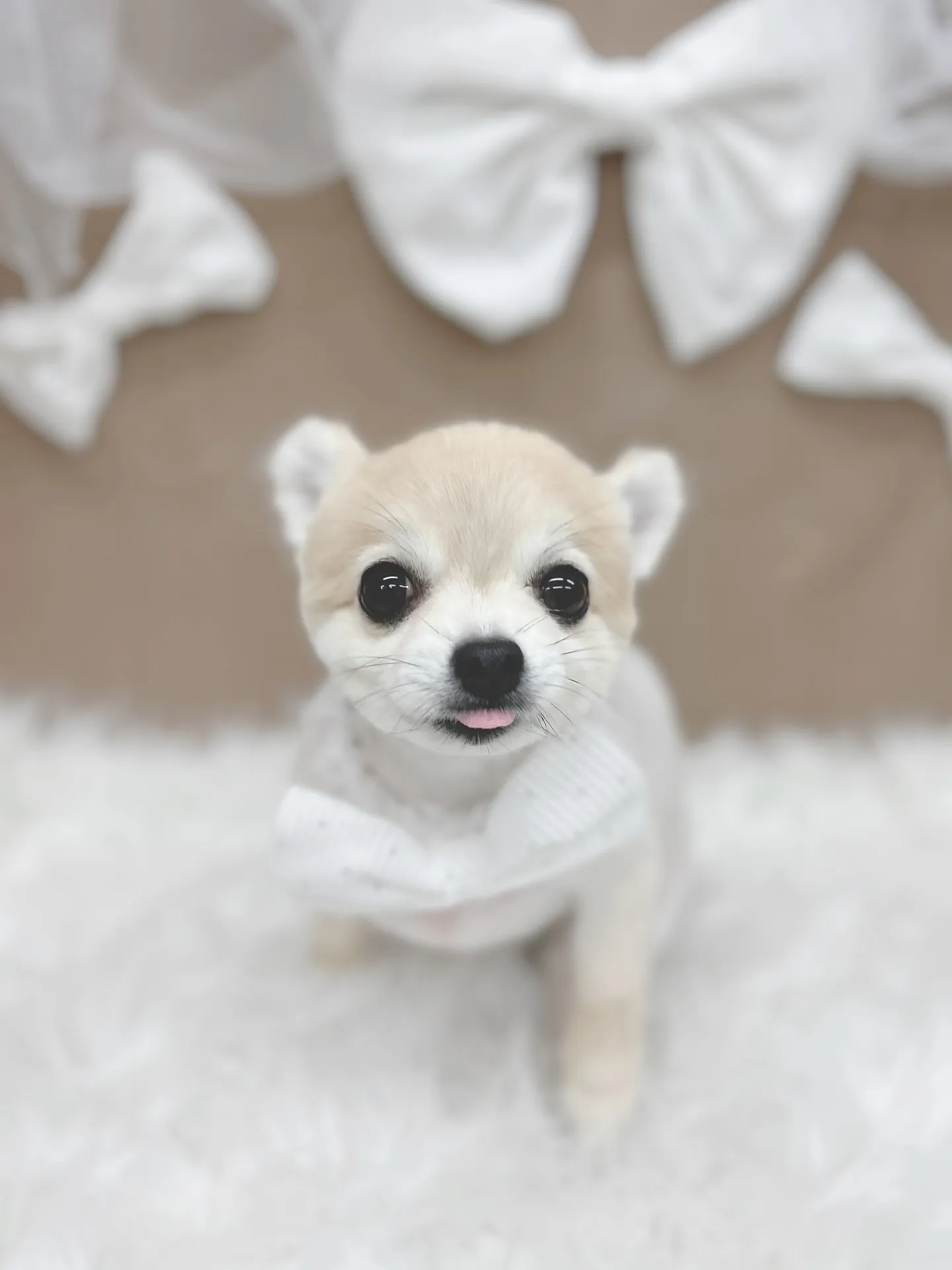 ୨୧ ∴ペットサロン∴ ୨୧