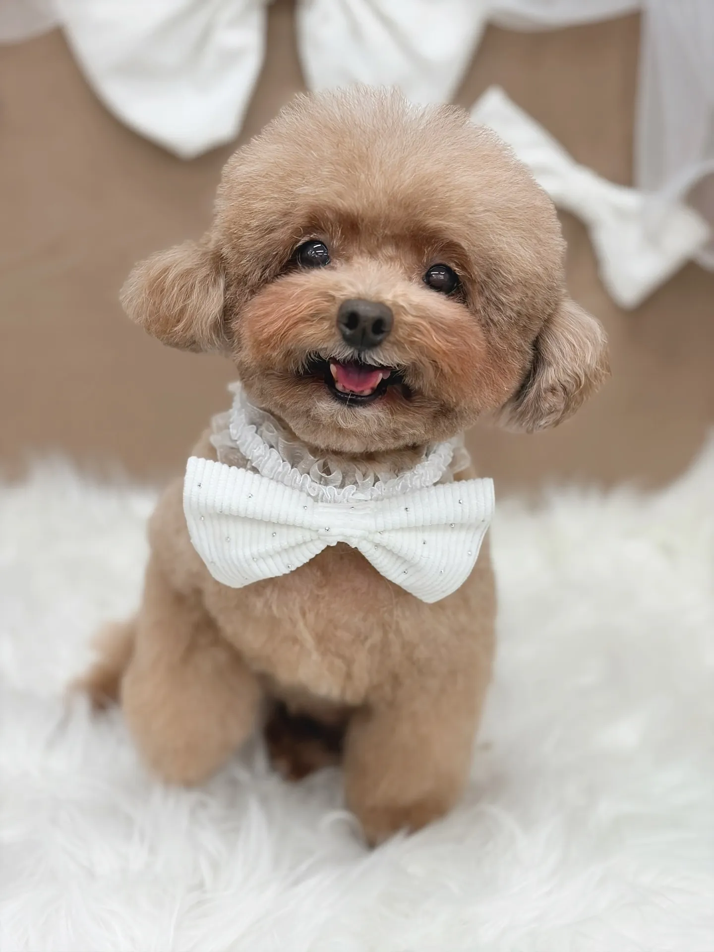 ୨୧ ∴ペットサロン∴ ୨୧