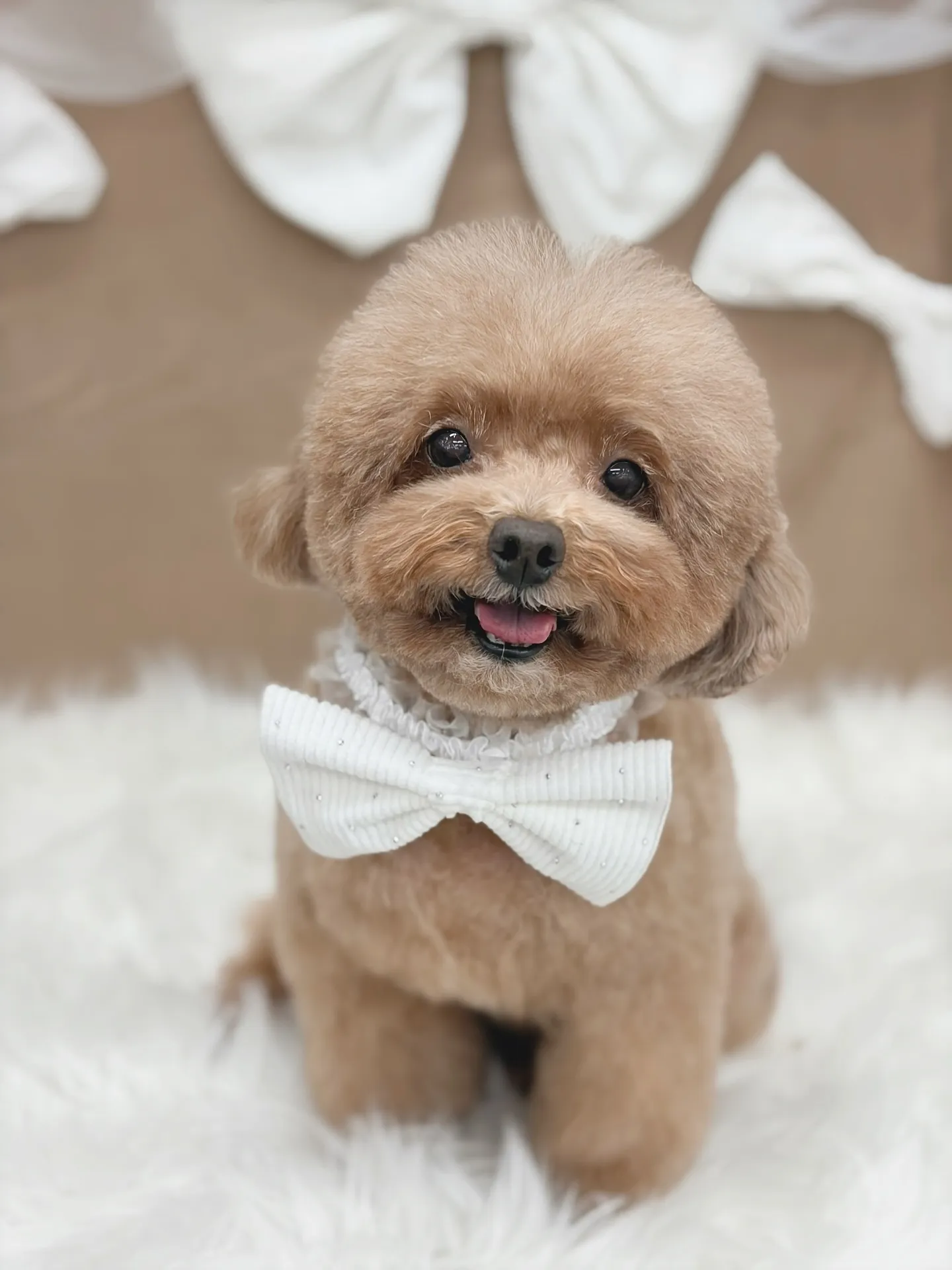 ୨୧ ∴ペットサロン∴ ୨୧