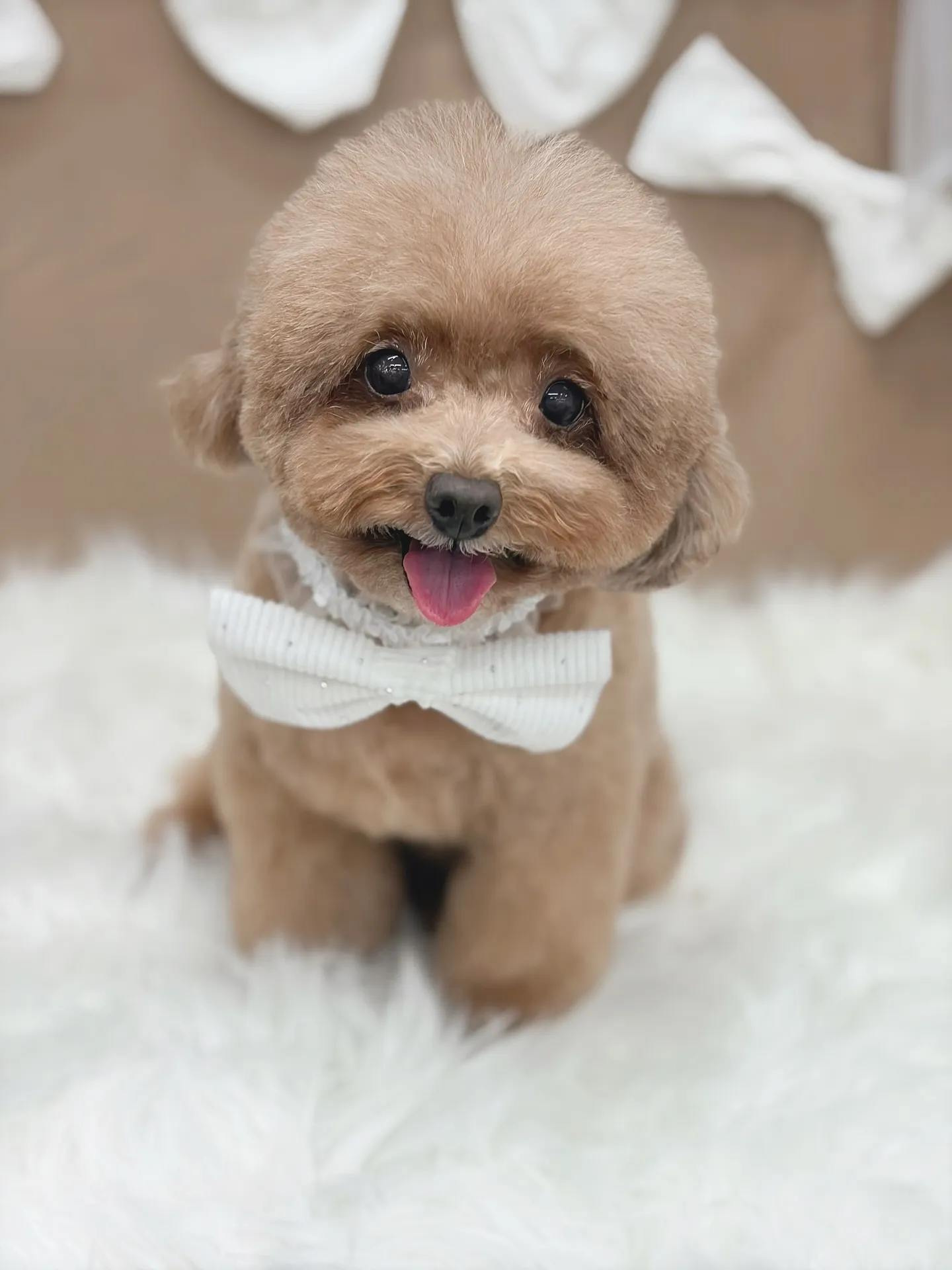 ୨୧ ∴ペットサロン∴ ୨୧