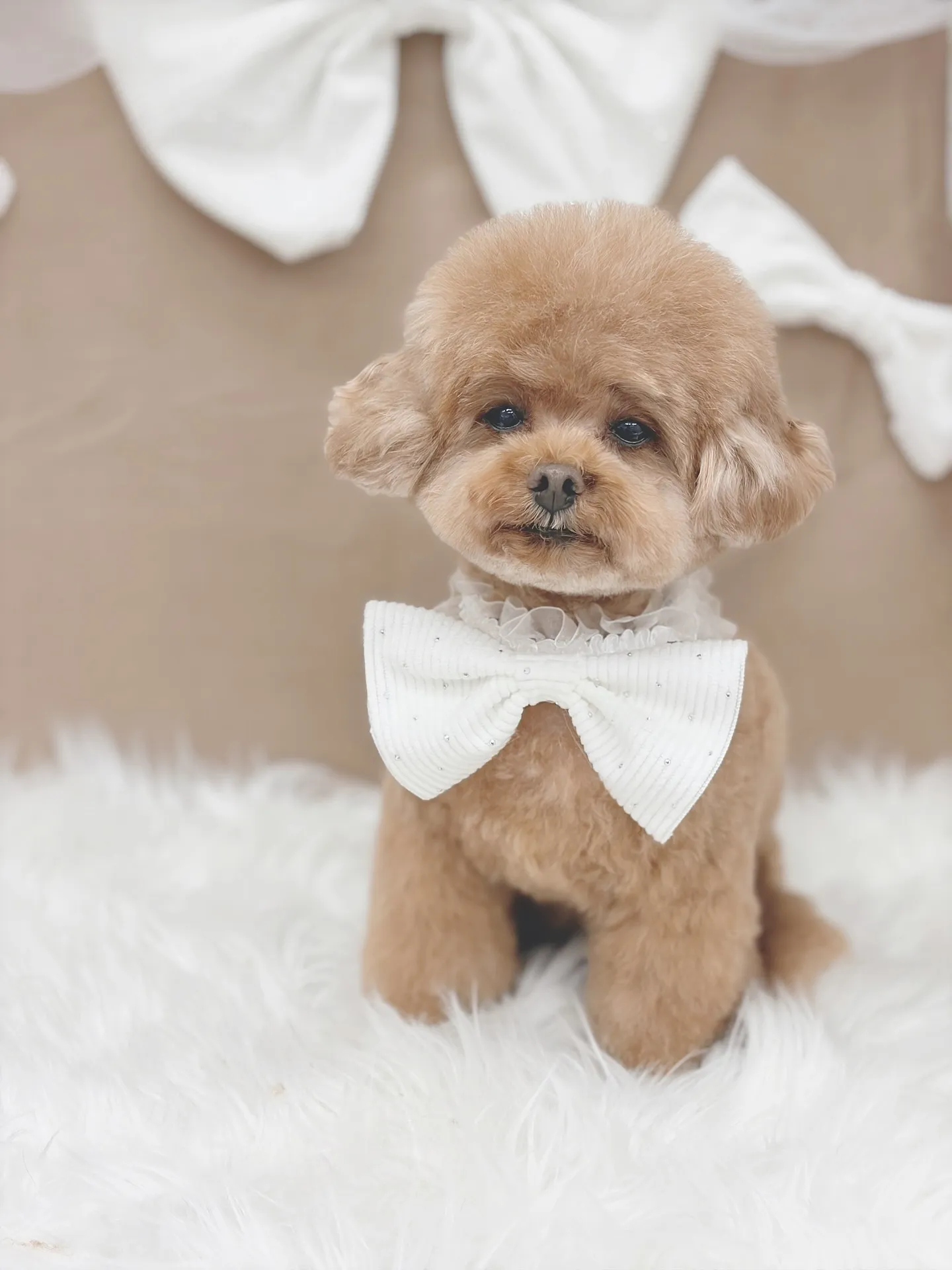 ୨୧ ∴ペットサロン∴ ୨୧