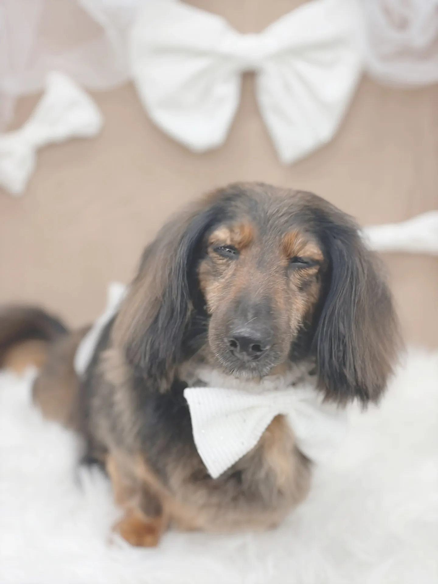 ୨୧ ∴ペットサロン∴ ୨୧