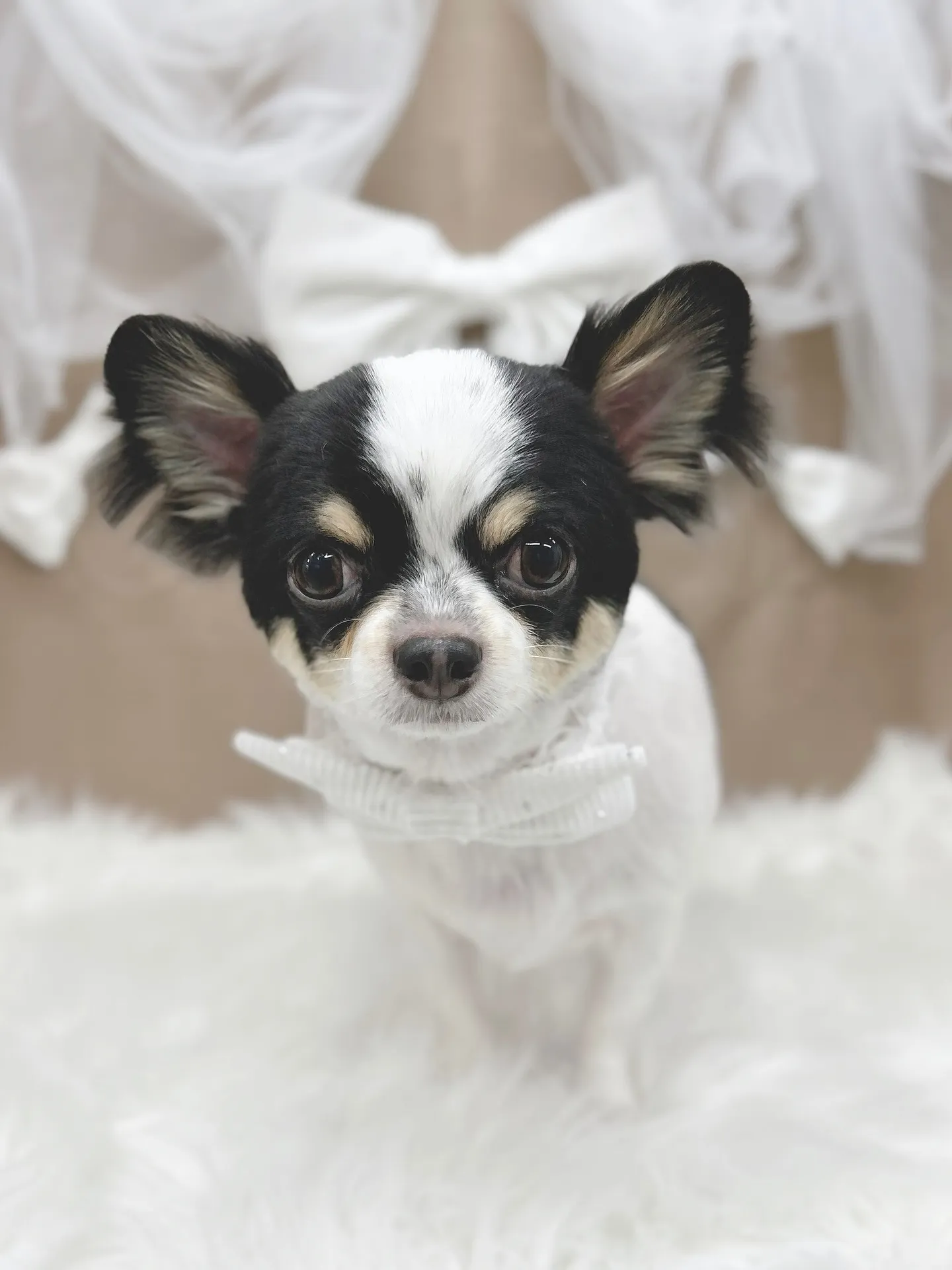 ୨୧ ∴ペットサロン∴ ୨୧