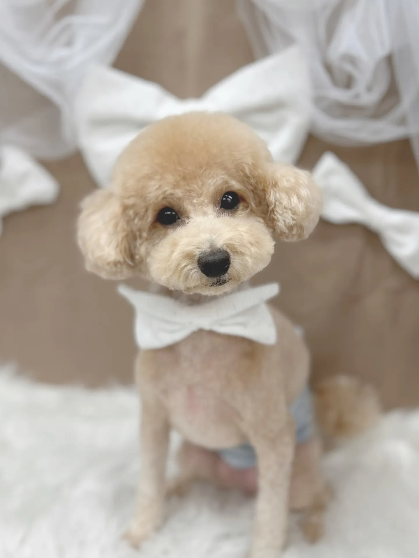 ୨୧ ∴ペットサロン∴ ୨୧