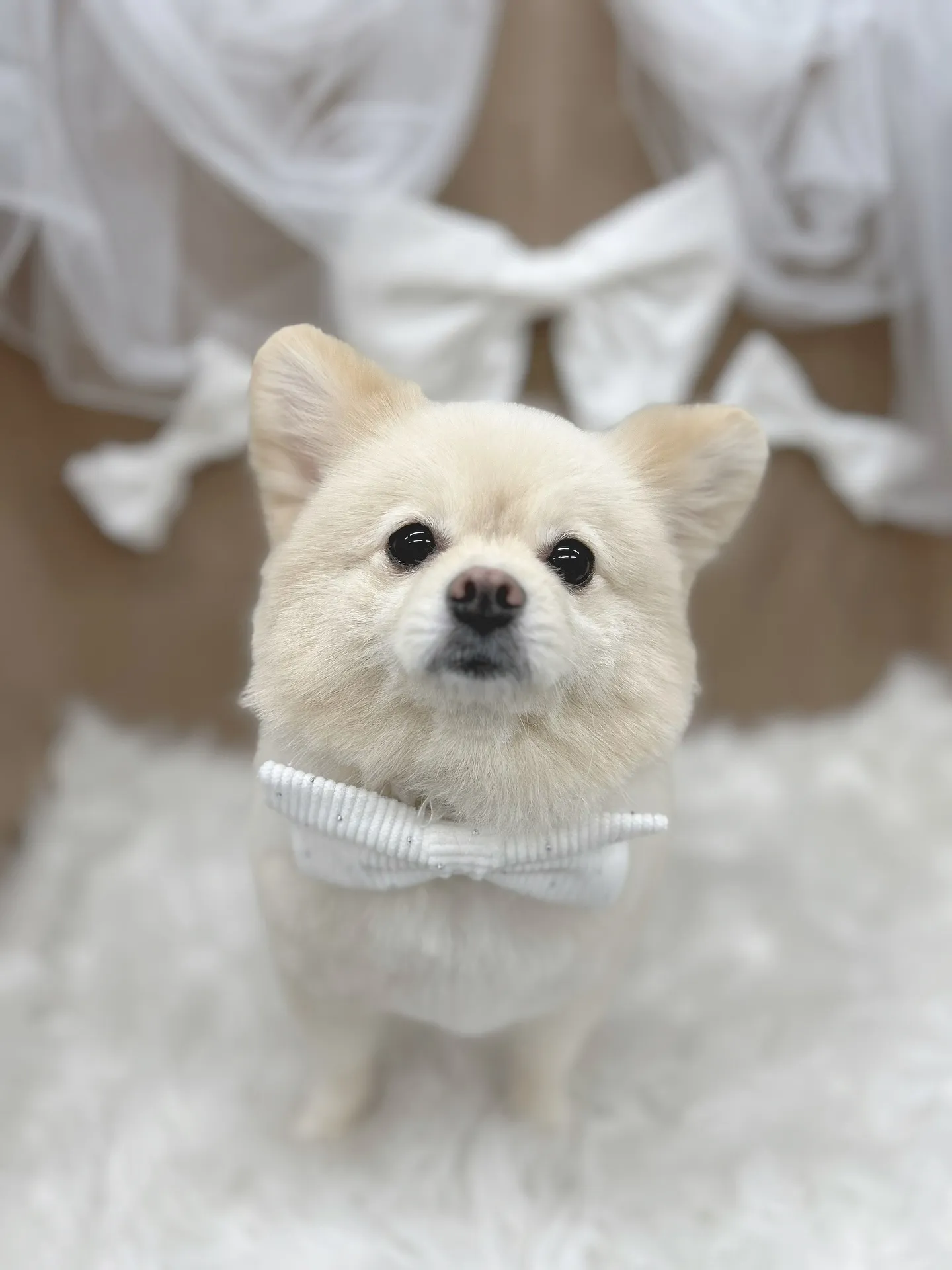 ୨୧ ∴ペットサロン∴ ୨୧