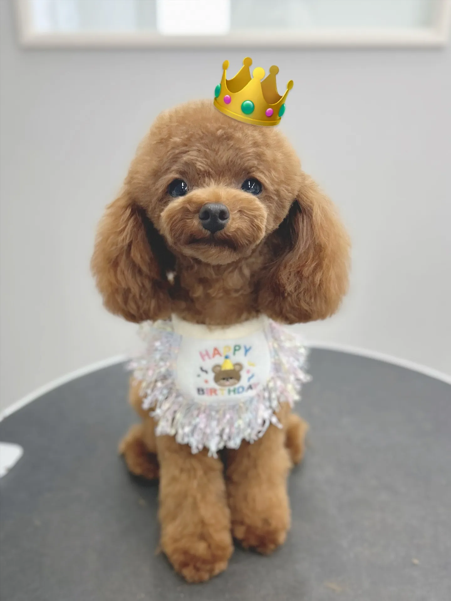 ୨୧ ∴ペットサロン∴ ୨୧