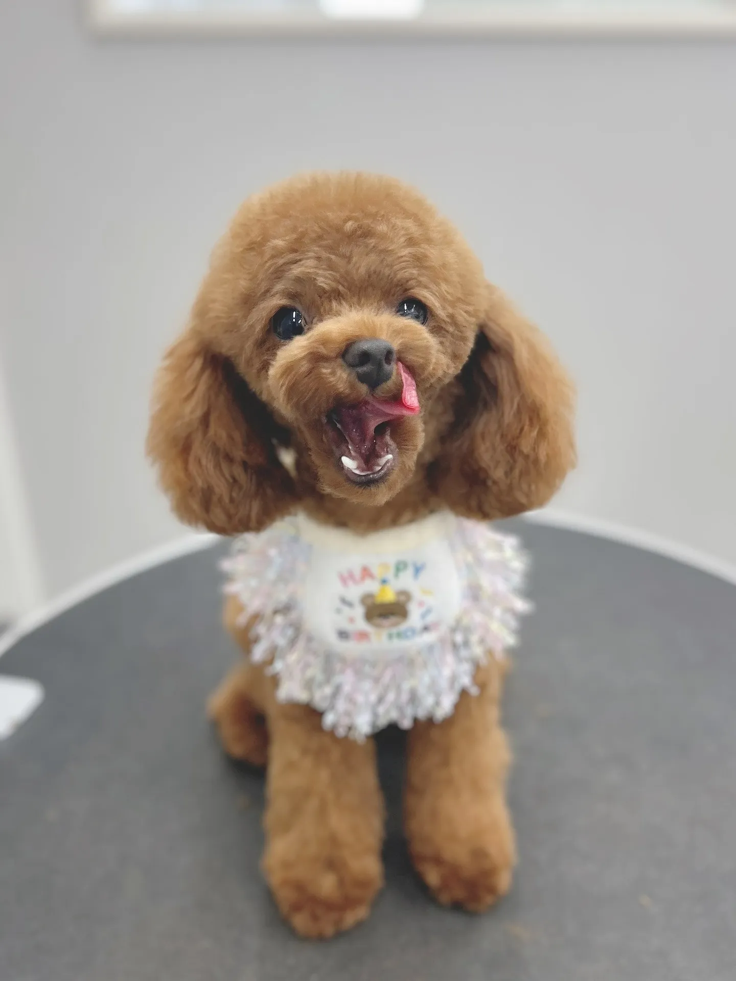 ୨୧ ∴ペットサロン∴ ୨୧