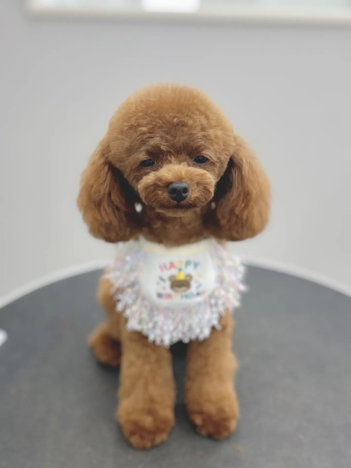 ୨୧ ∴ペットサロン∴ ୨୧