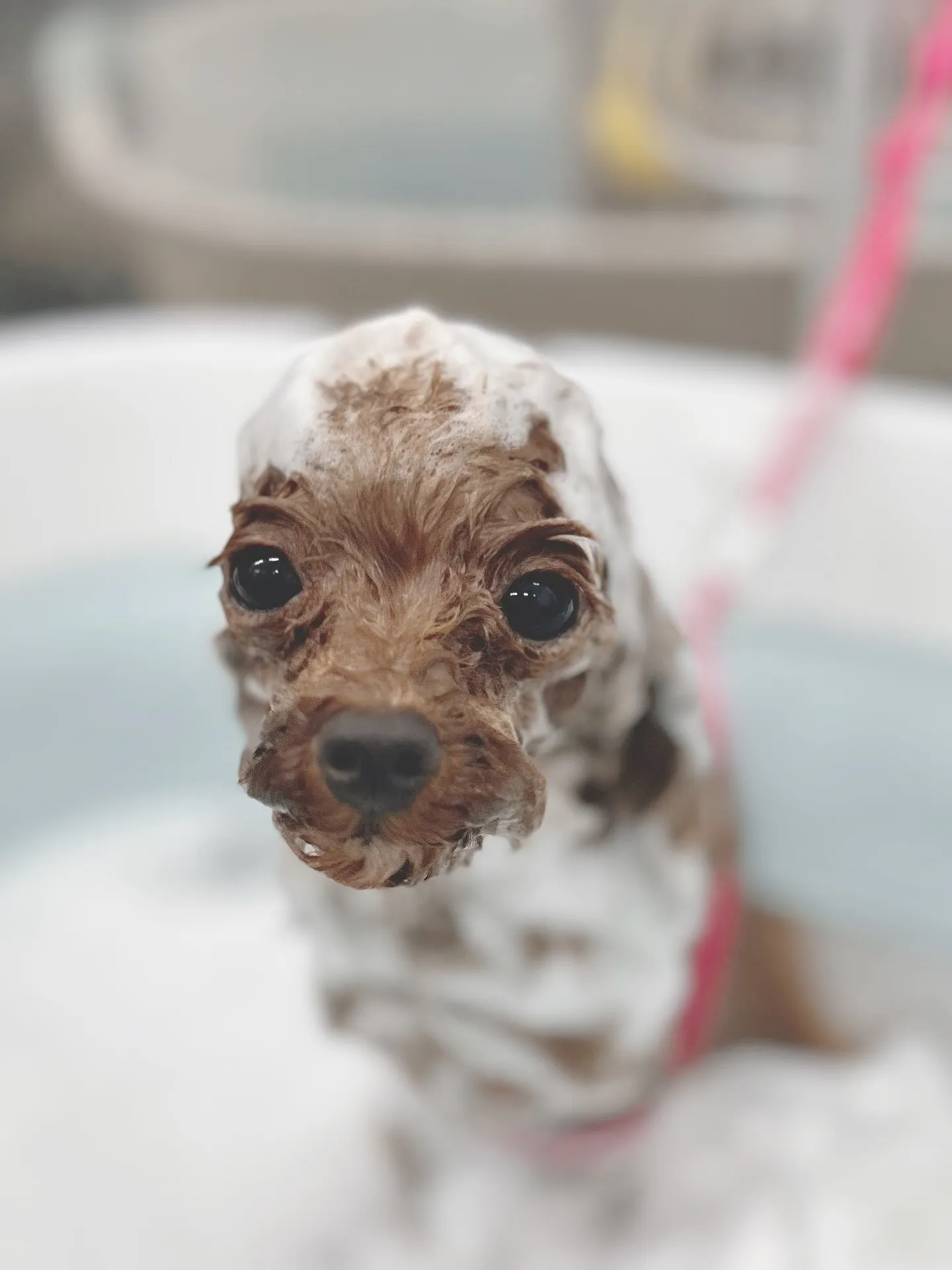 ୨୧ ∴ペットサロン∴ ୨୧