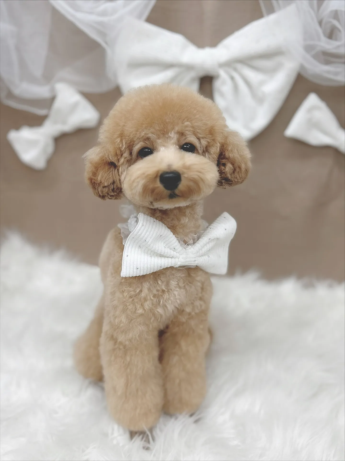 ୨୧ ∴ペットサロン∴ ୨୧