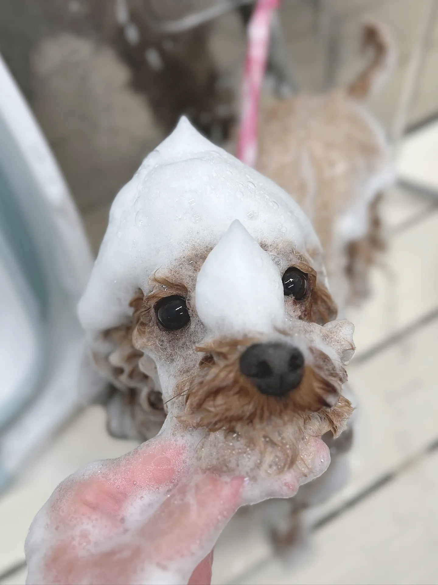 ୨୧ ∴ペットサロン∴ ୨୧