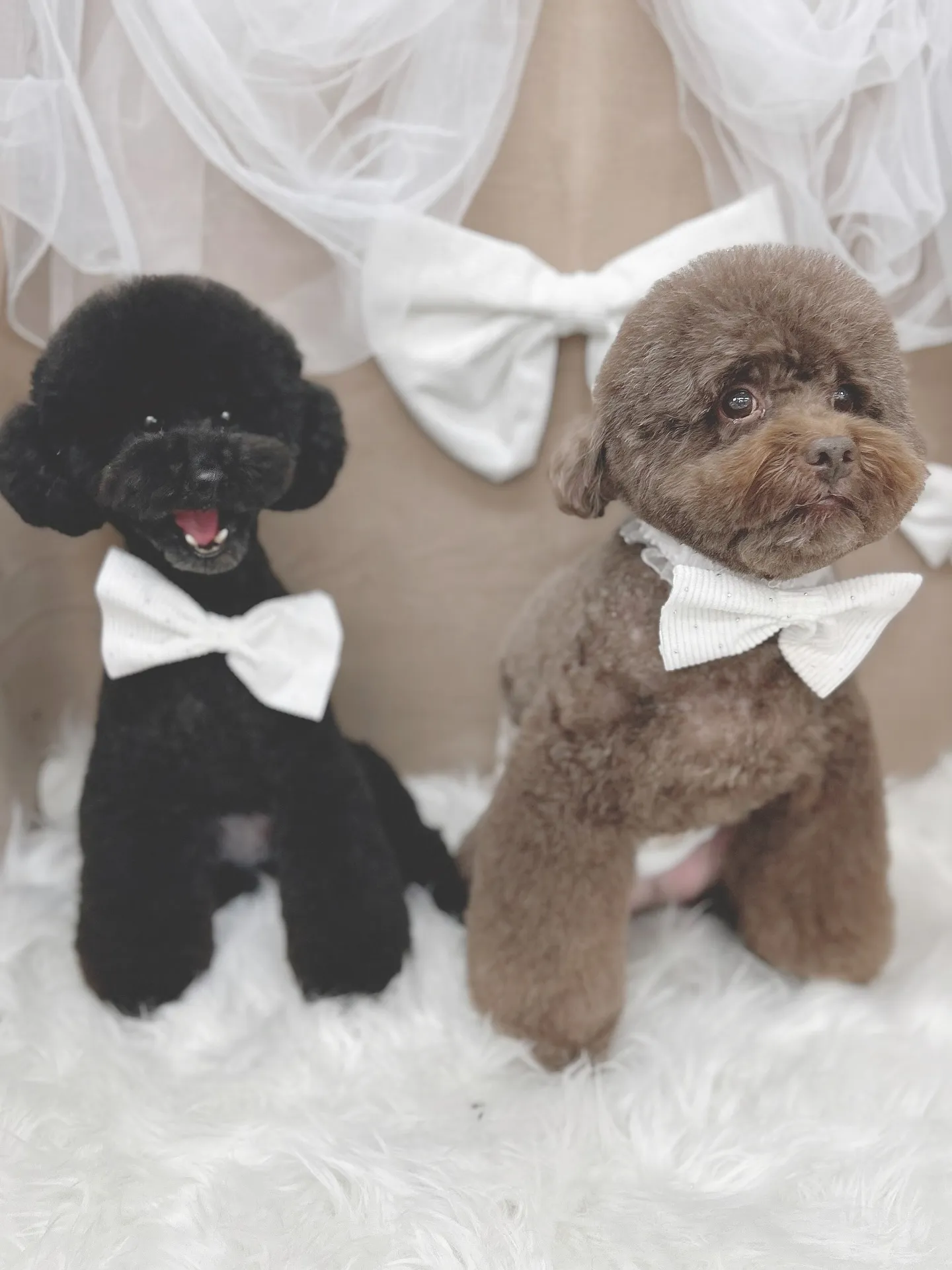 ୨୧ ∴ペットサロン∴ ୨୧