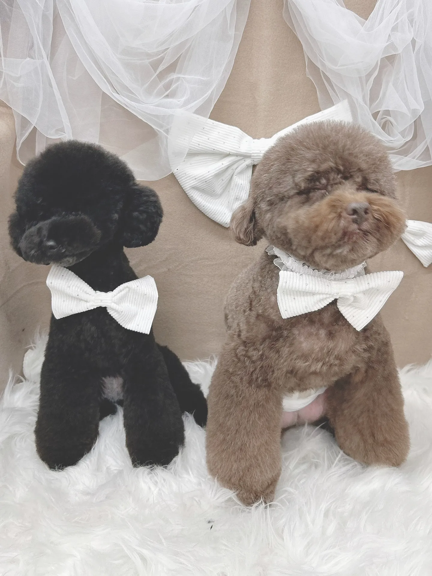 ୨୧ ∴ペットサロン∴ ୨୧