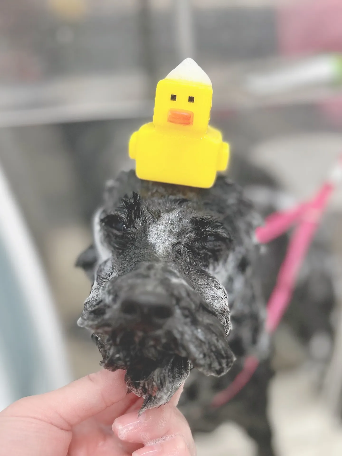 ୨୧ ∴ペットサロン∴ ୨୧