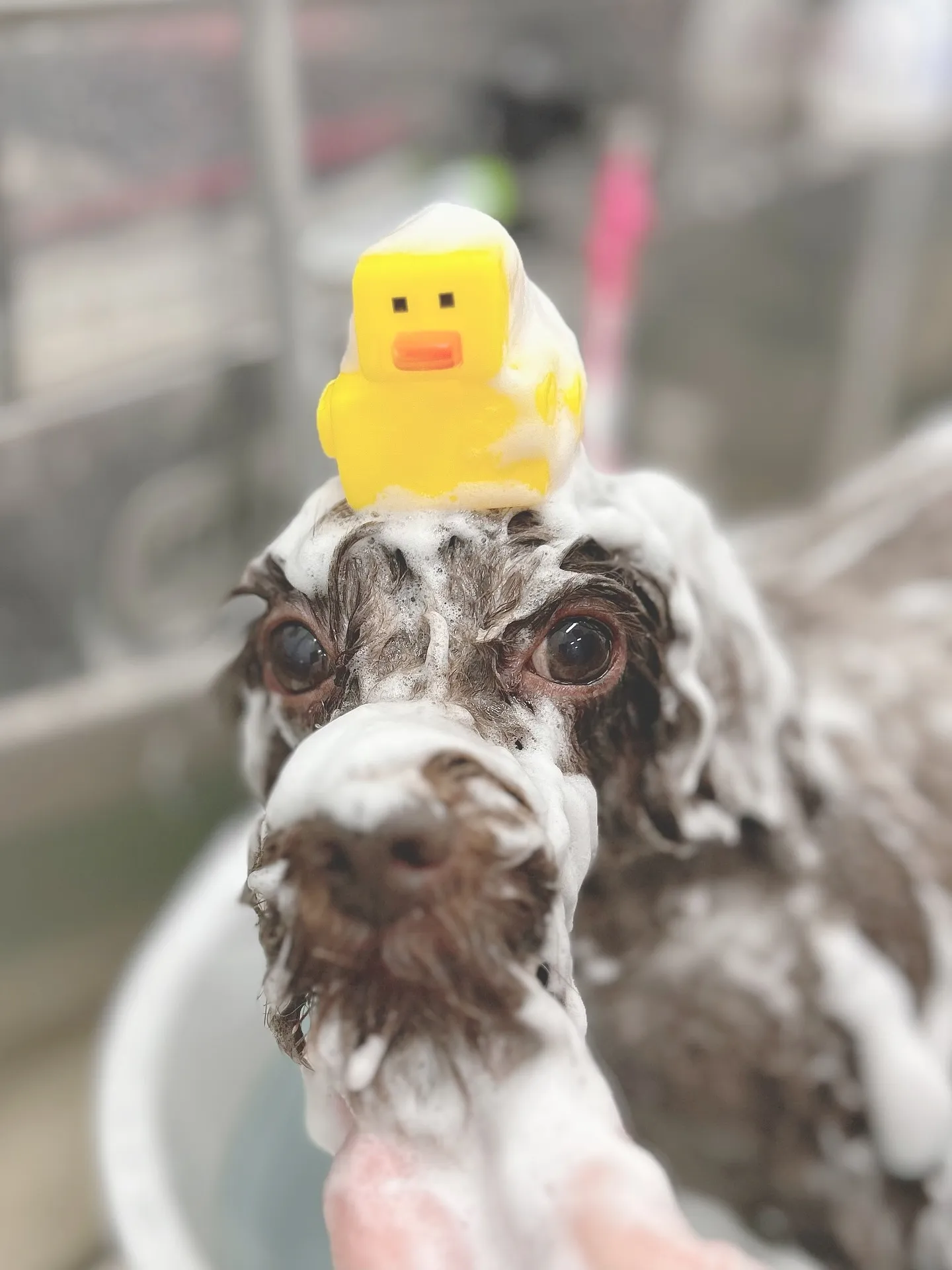 ୨୧ ∴ペットサロン∴ ୨୧