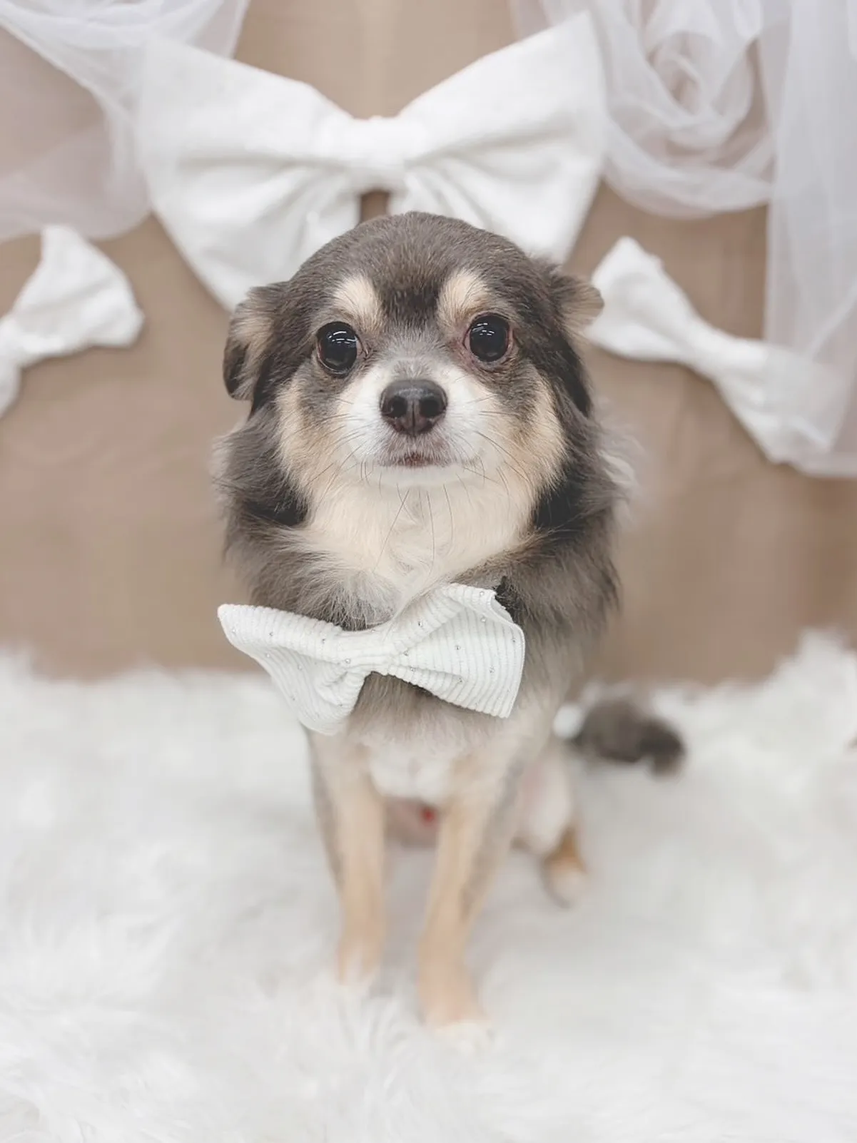 ୨୧ ∴ペットサロン∴ ୨୧