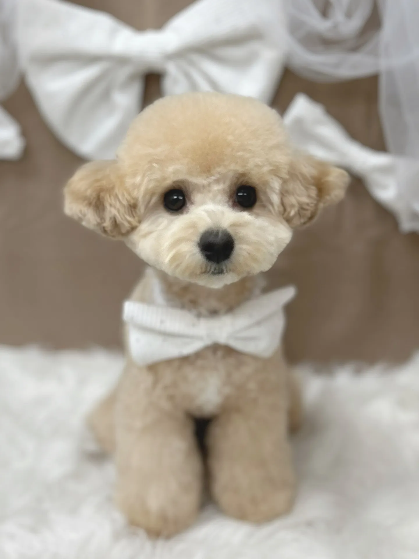 ୨୧ ∴ペットサロン∴ ୨୧