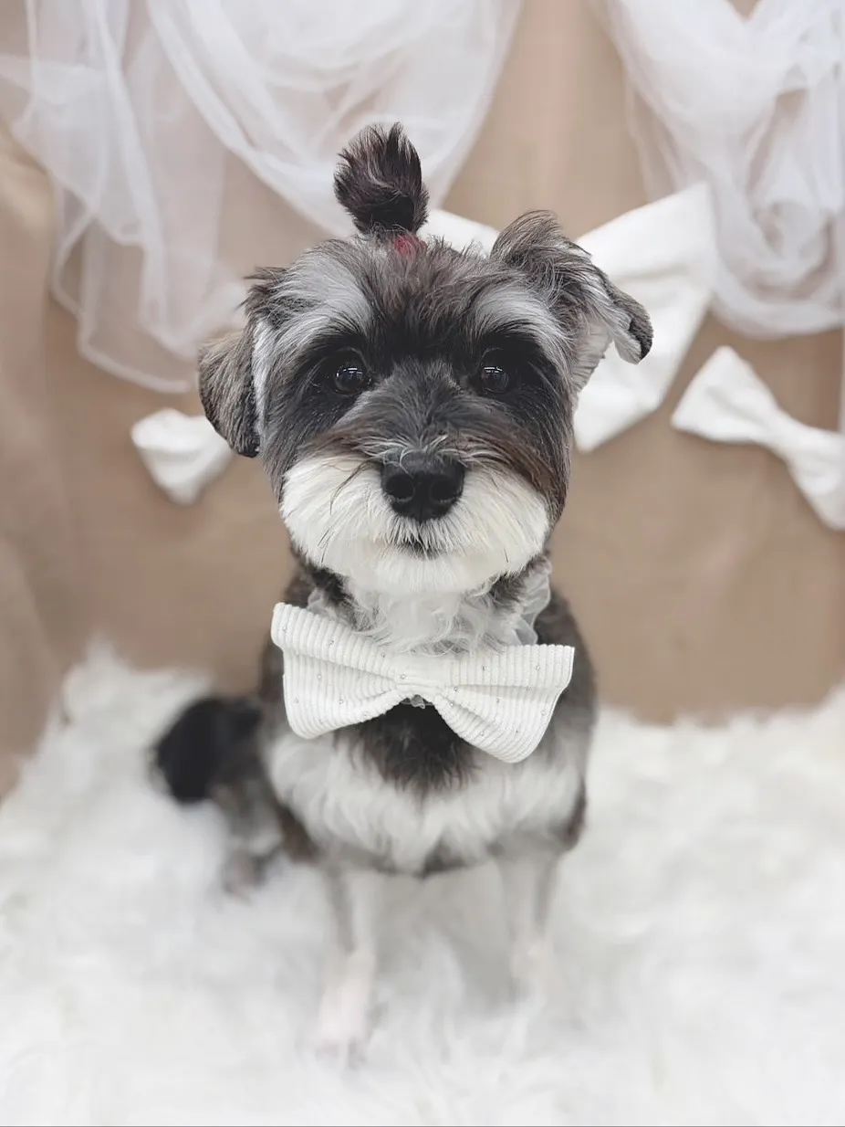 ୨୧ ∴ペットサロン∴ ୨୧