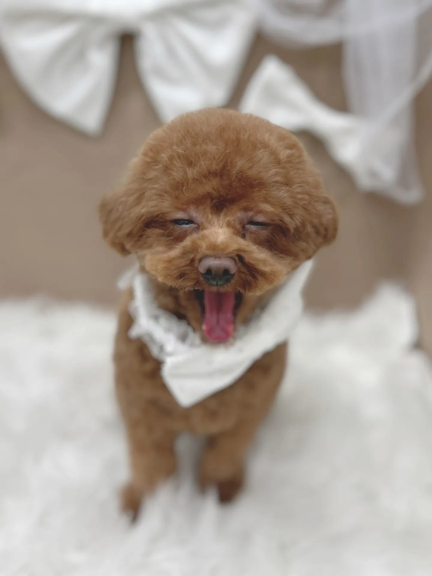 ୨୧ ∴ペットサロン∴ ୨୧