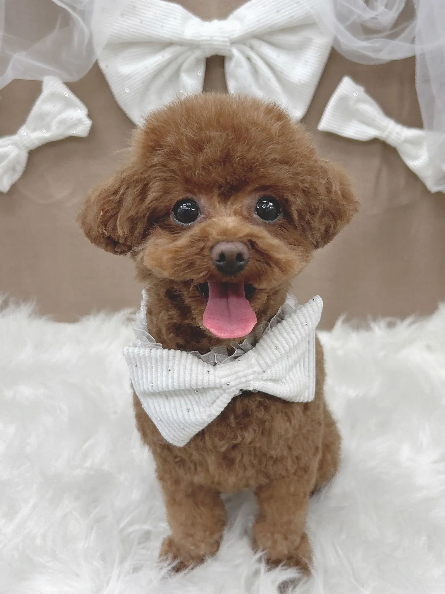 ୨୧ ∴ペットサロン∴ ୨୧