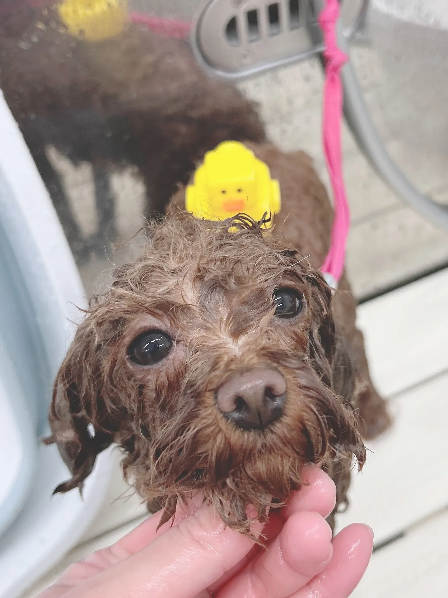 ୨୧ ∴ペットサロン∴ ୨୧