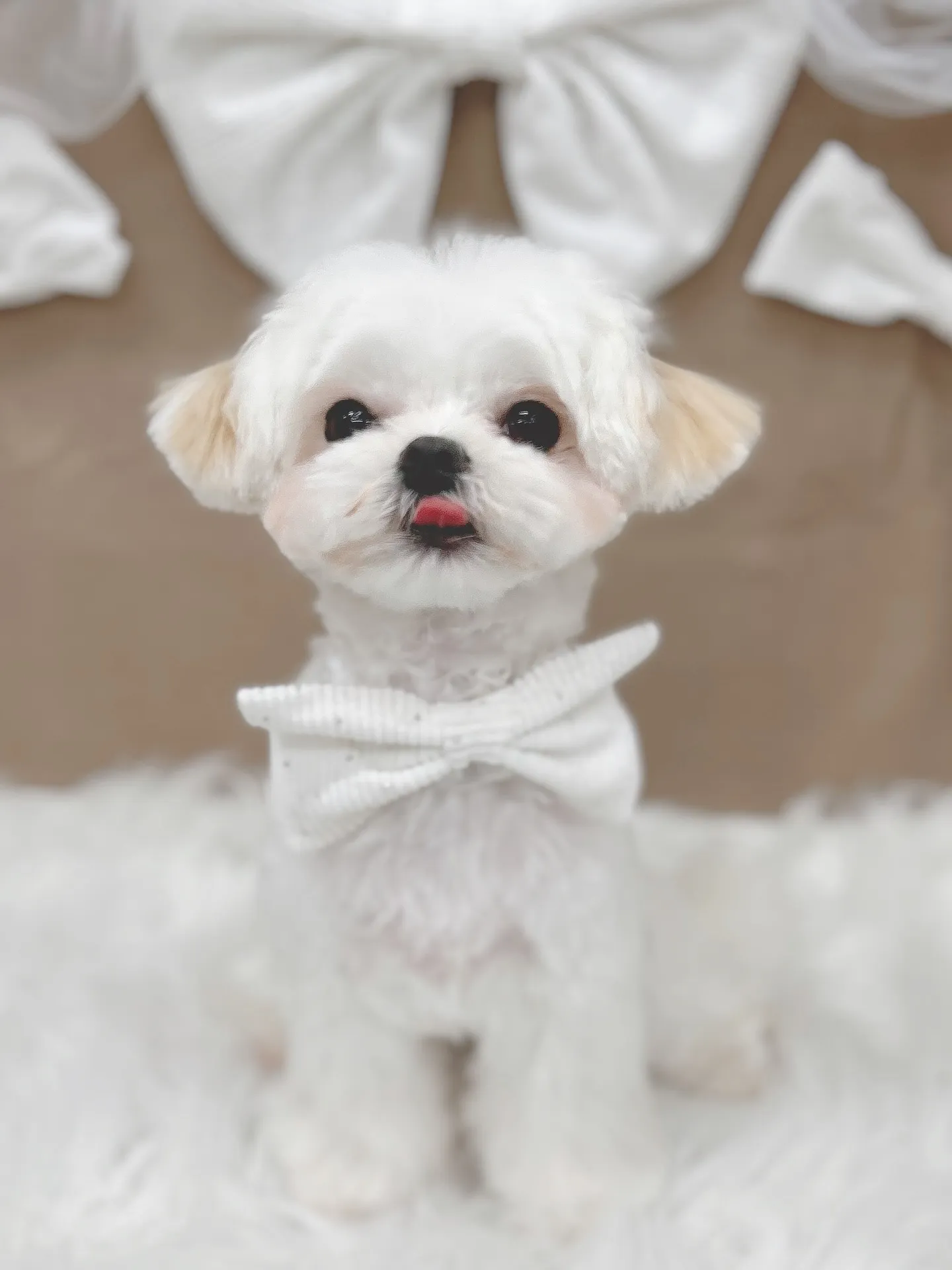 ୨୧ ∴ペットサロン∴ ୨୧