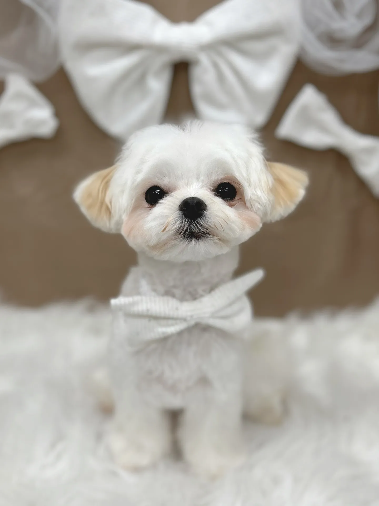 ୨୧ ∴ペットサロン∴ ୨୧