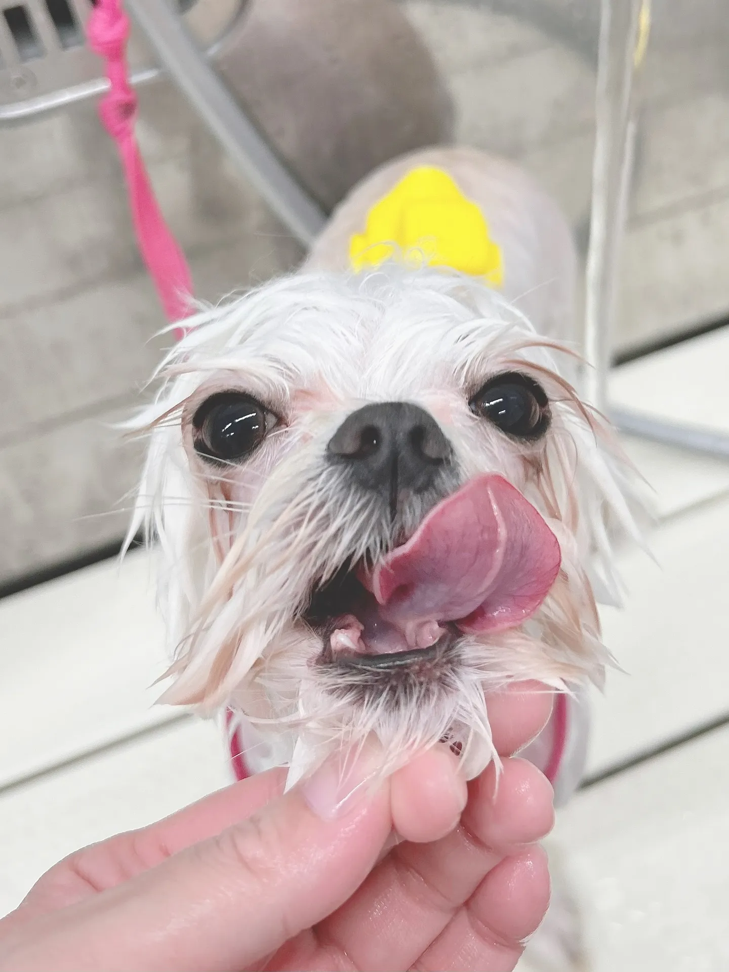 ୨୧ ∴ペットサロン∴ ୨୧