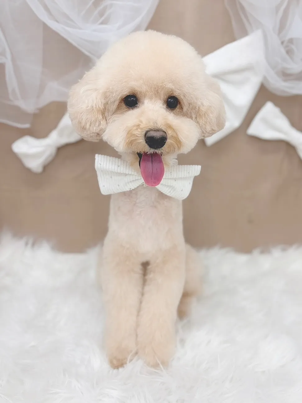 ୨୧ ∴ペットサロン∴ ୨୧