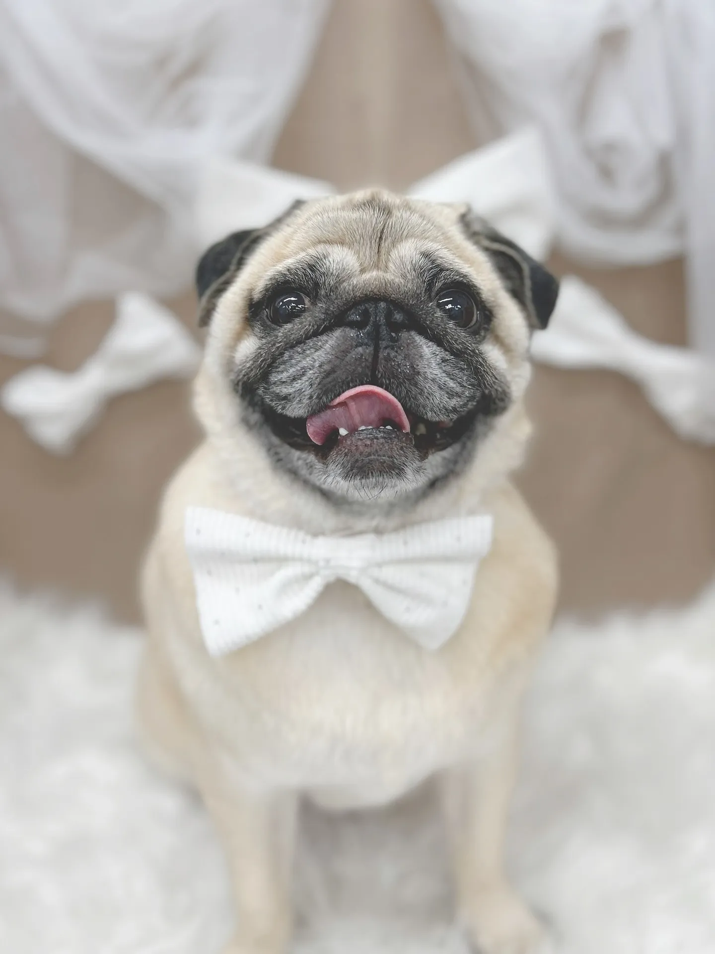 ୨୧ ∴ペットサロン∴ ୨୧