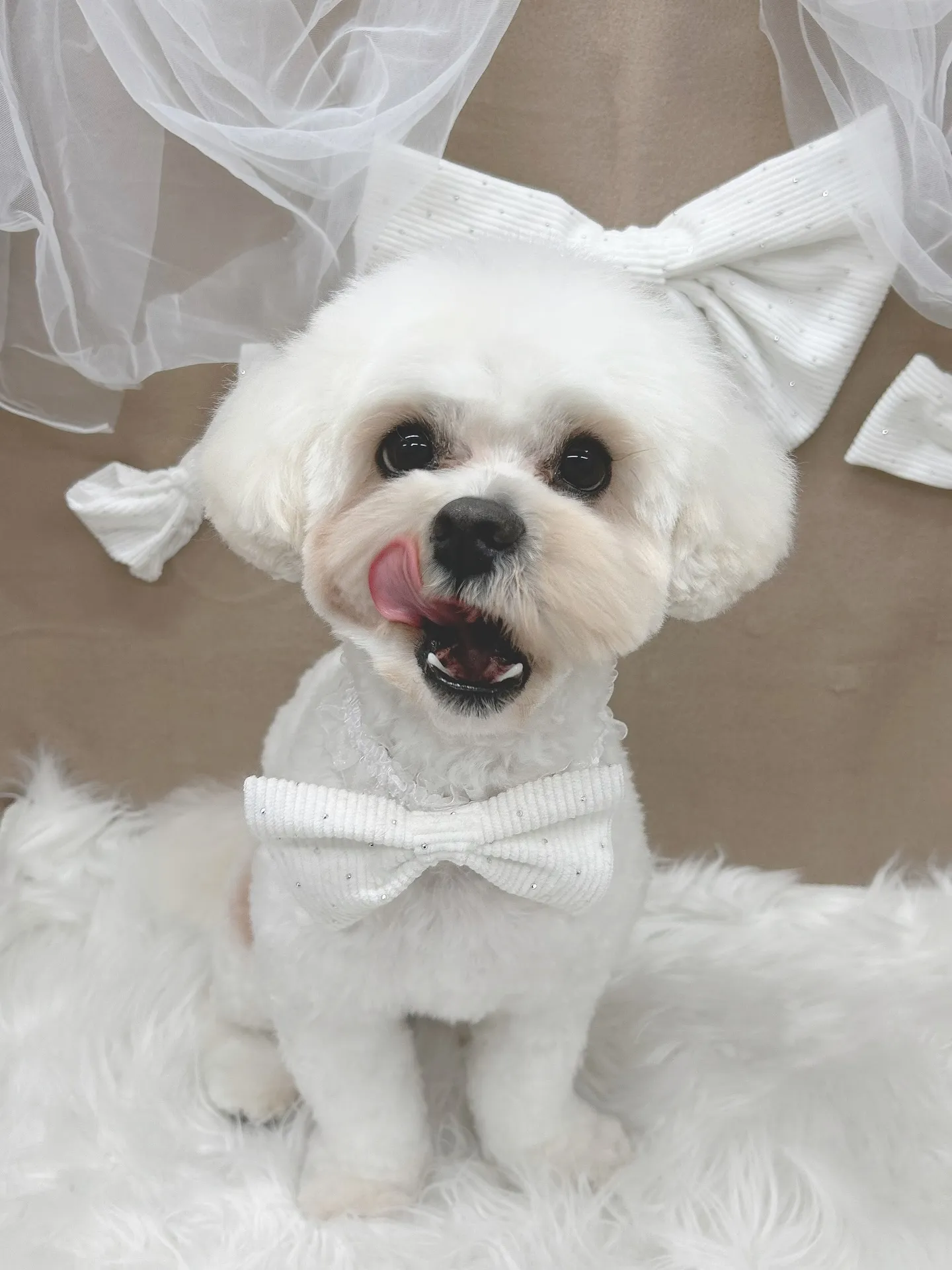 ୨୧ ∴ペットサロン∴ ୨୧