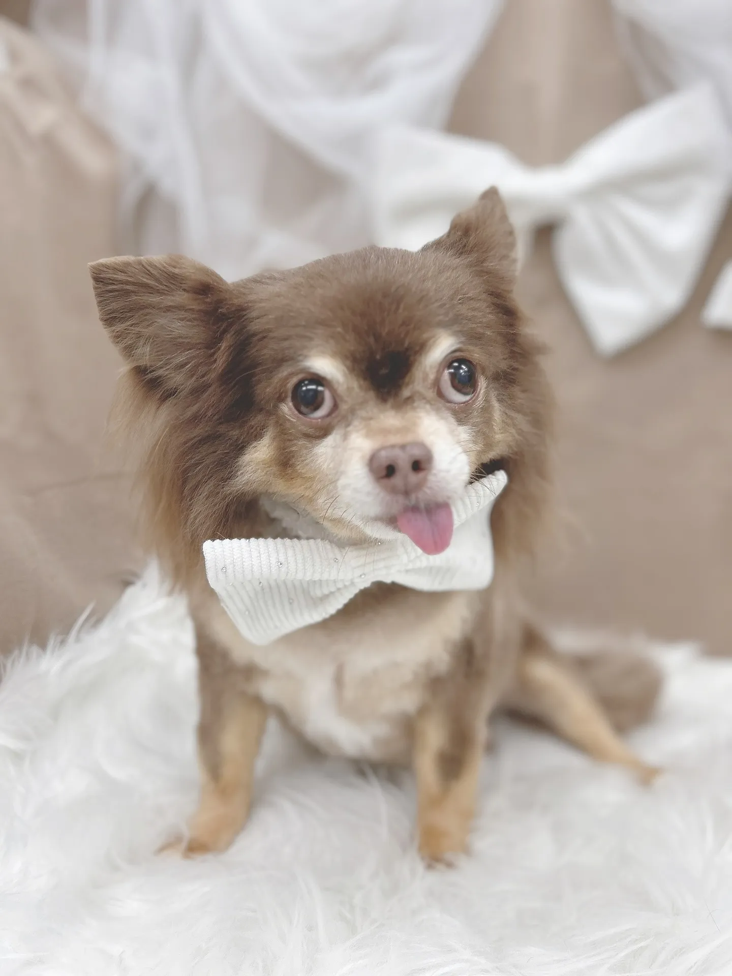 ୨୧ ∴ペットサロン∴ ୨୧