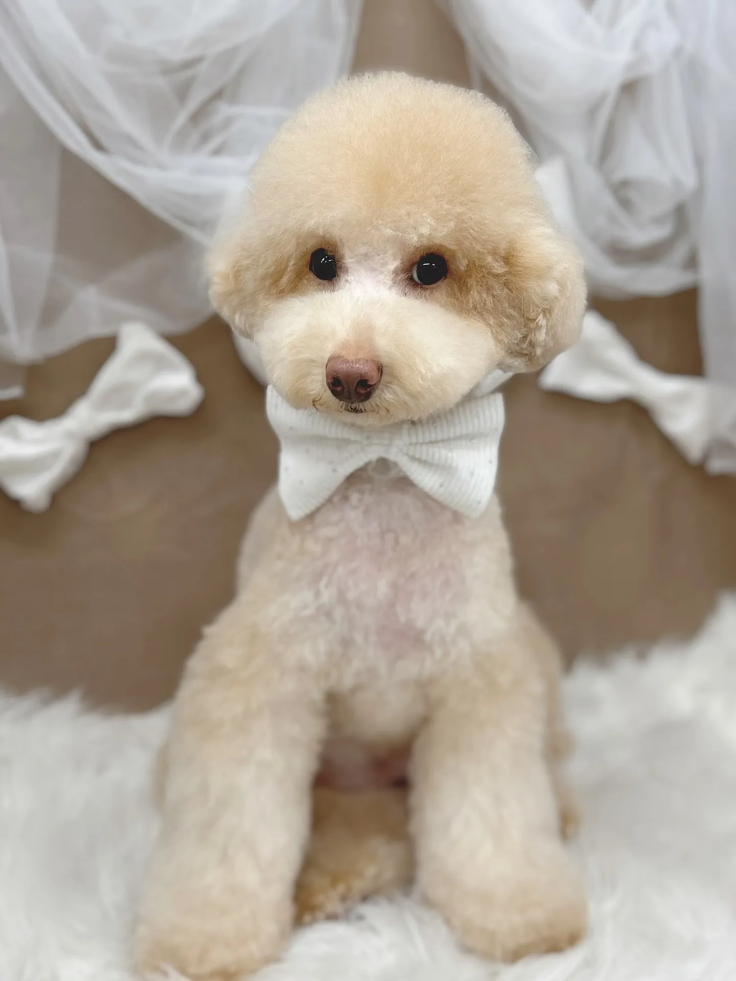 ୨୧ ∴ペットサロン∴ ୨୧