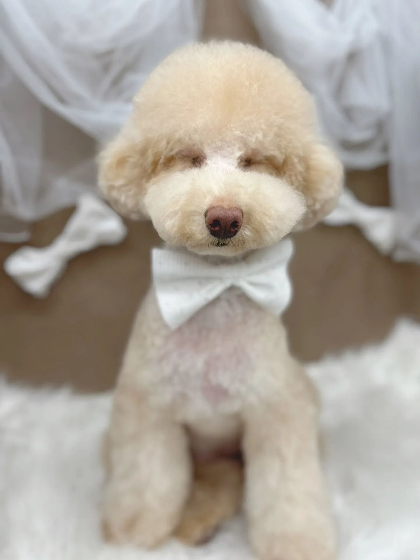 ୨୧ ∴ペットサロン∴ ୨୧