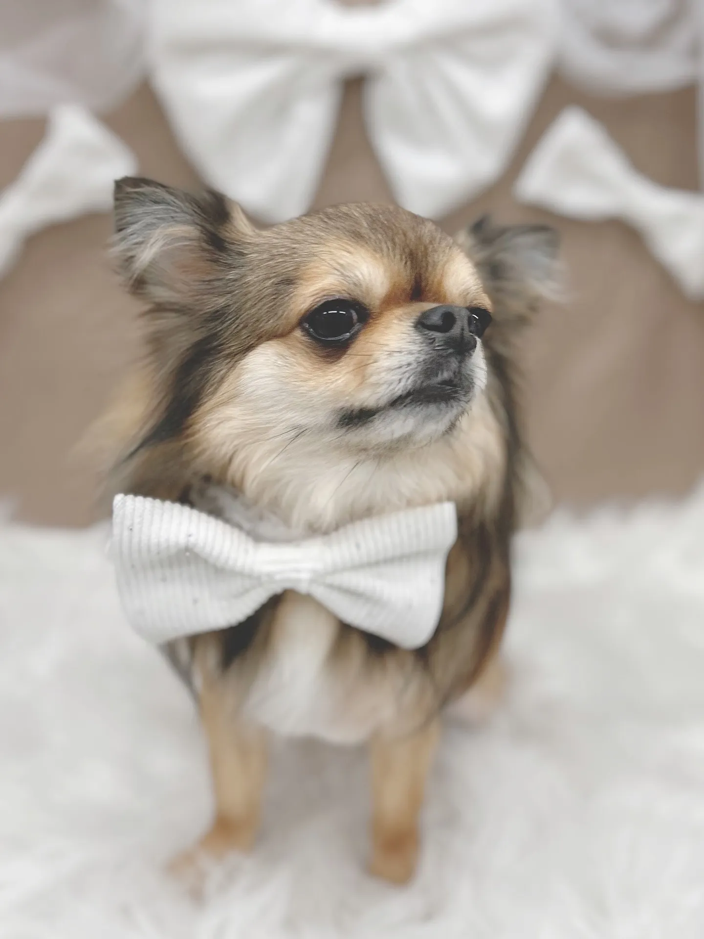 ୨୧ ∴トリミングサロン∴ ୨୧