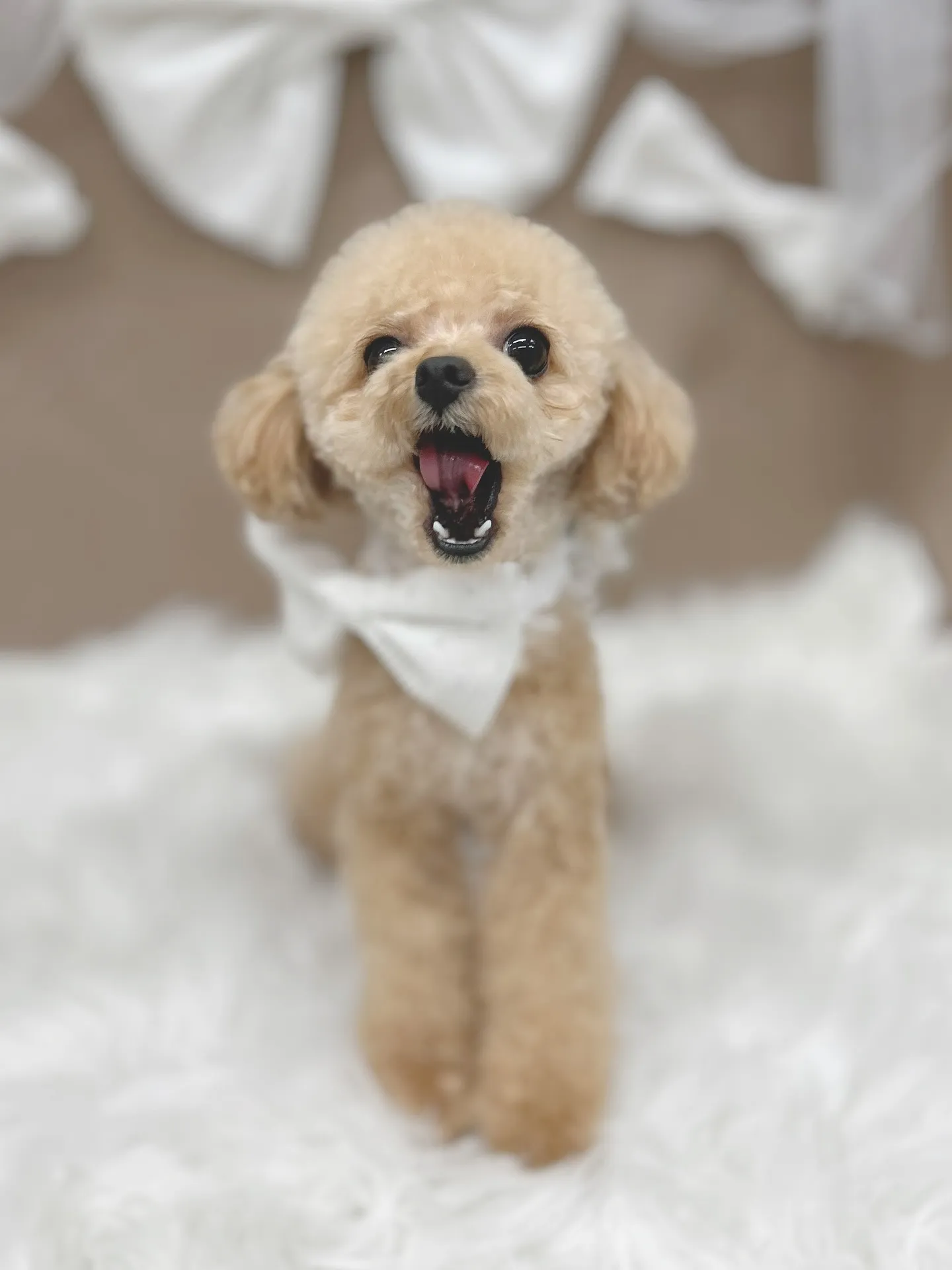 ୨୧ ∴トリミングサロン∴ ୨୧