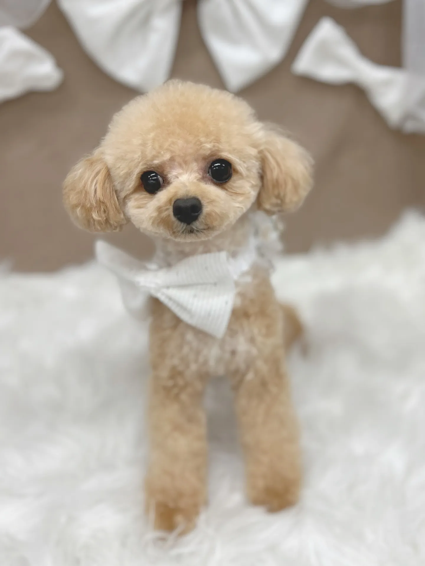 ୨୧ ∴トリミングサロン∴ ୨୧