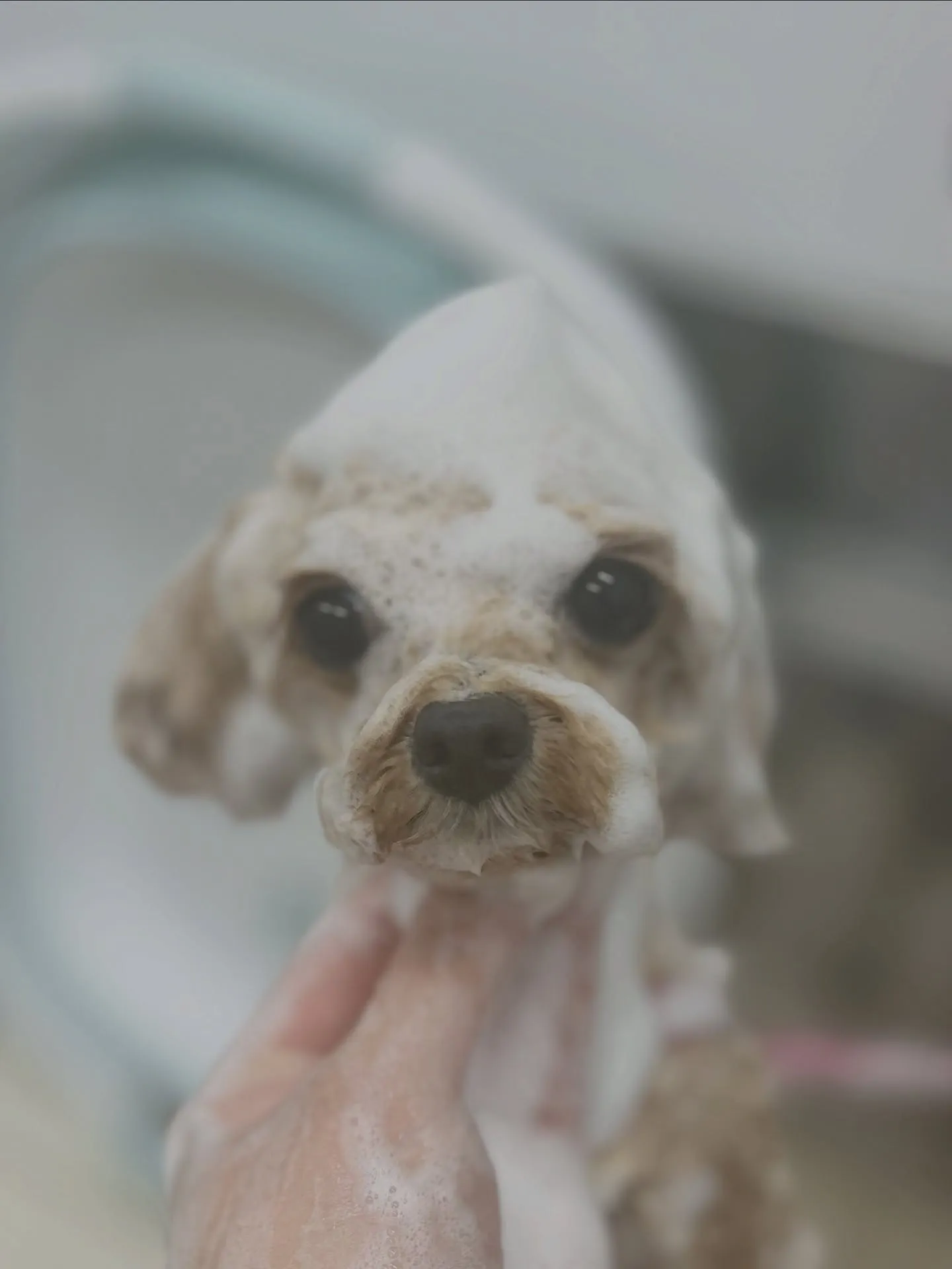 ୨୧ ∴トリミングサロン∴ ୨୧