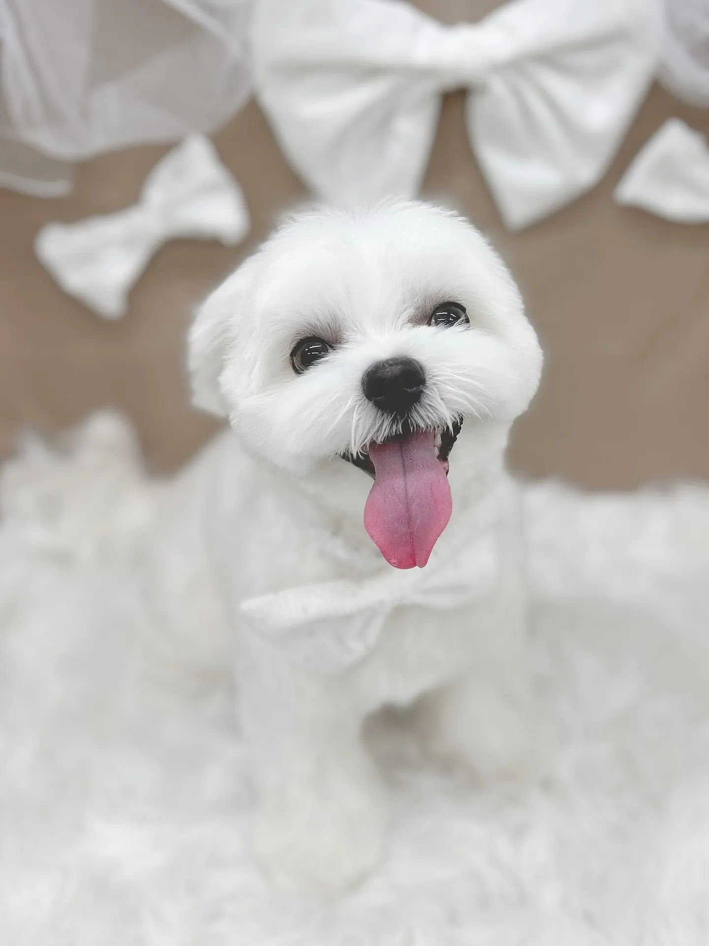 ୨୧ ∴トリミングサロン∴ ୨୧