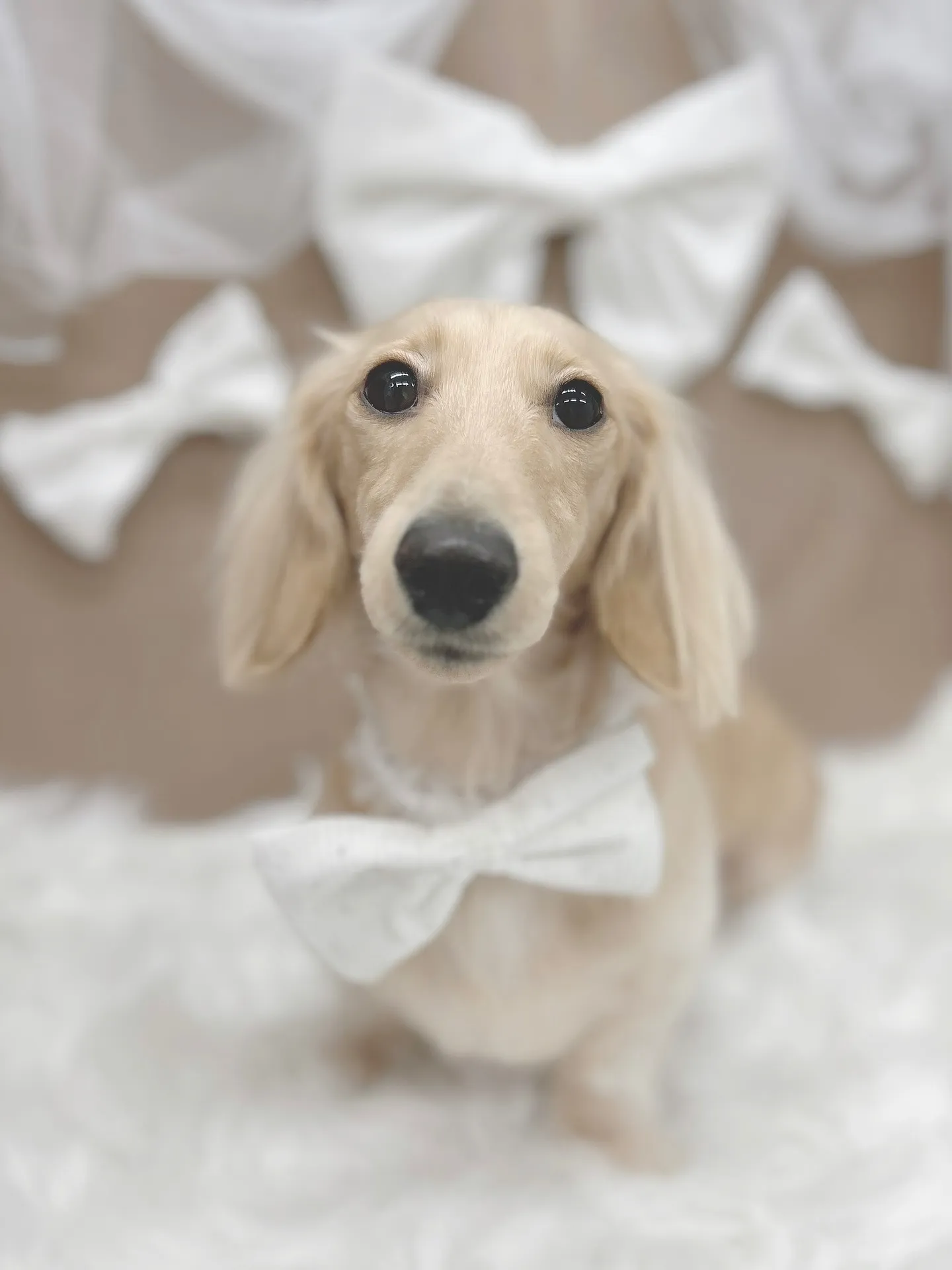 ୨୧ ∴トリミングサロン∴ ୨୧