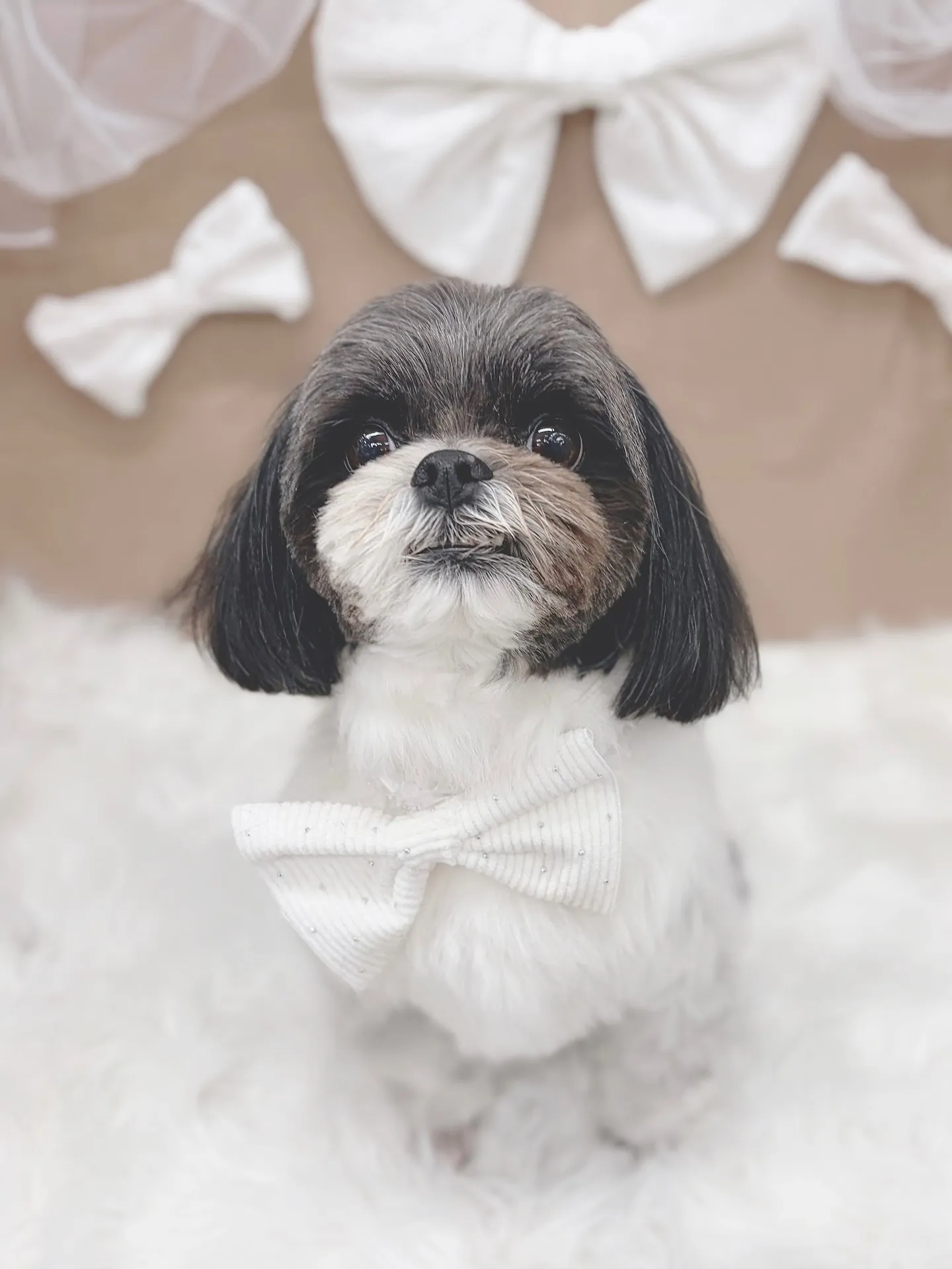 ୨୧ ∴トリミングサロン∴ ୨୧